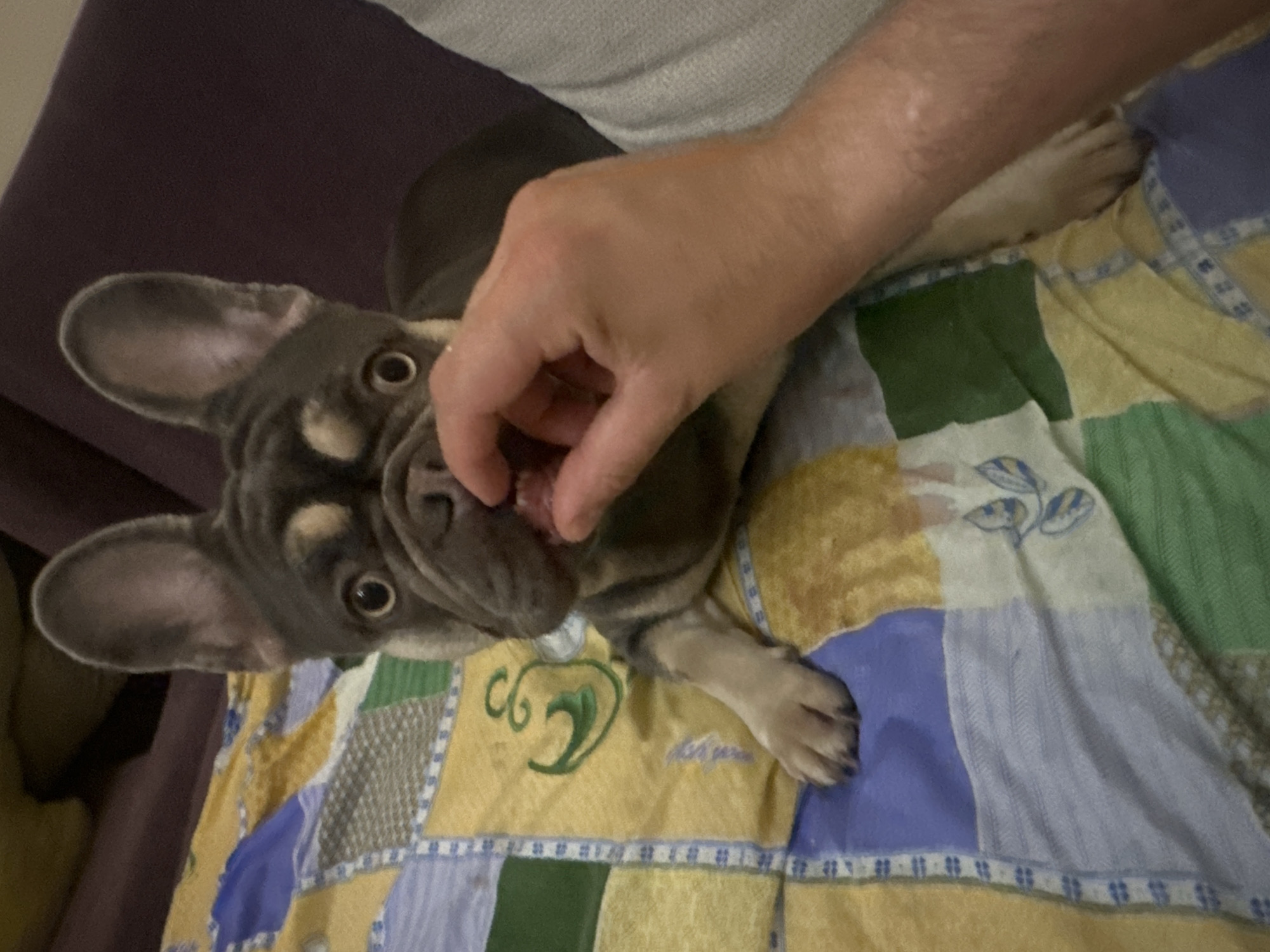 An overhead medium shot shows a French bulldog being fed a piece of food from a person's hand. The dog, which is grey with tan markings, lies on a colorful quilt patterned with squares of yellow, blue, and green fabric, some with floral designs. The dog's large ears are perked up, and its eyes are wide with anticipation. Its front paws are resting on the quilt, and its mouth is open as it takes the food from the person's outstretched fingers. The person's arm and hand, visible from the elbow down, are to the right of the dog. The background is blurred, showing hints of a dark purple sofa and possibly a cushion. The scene appears to be indoors, likely in a domestic setting.