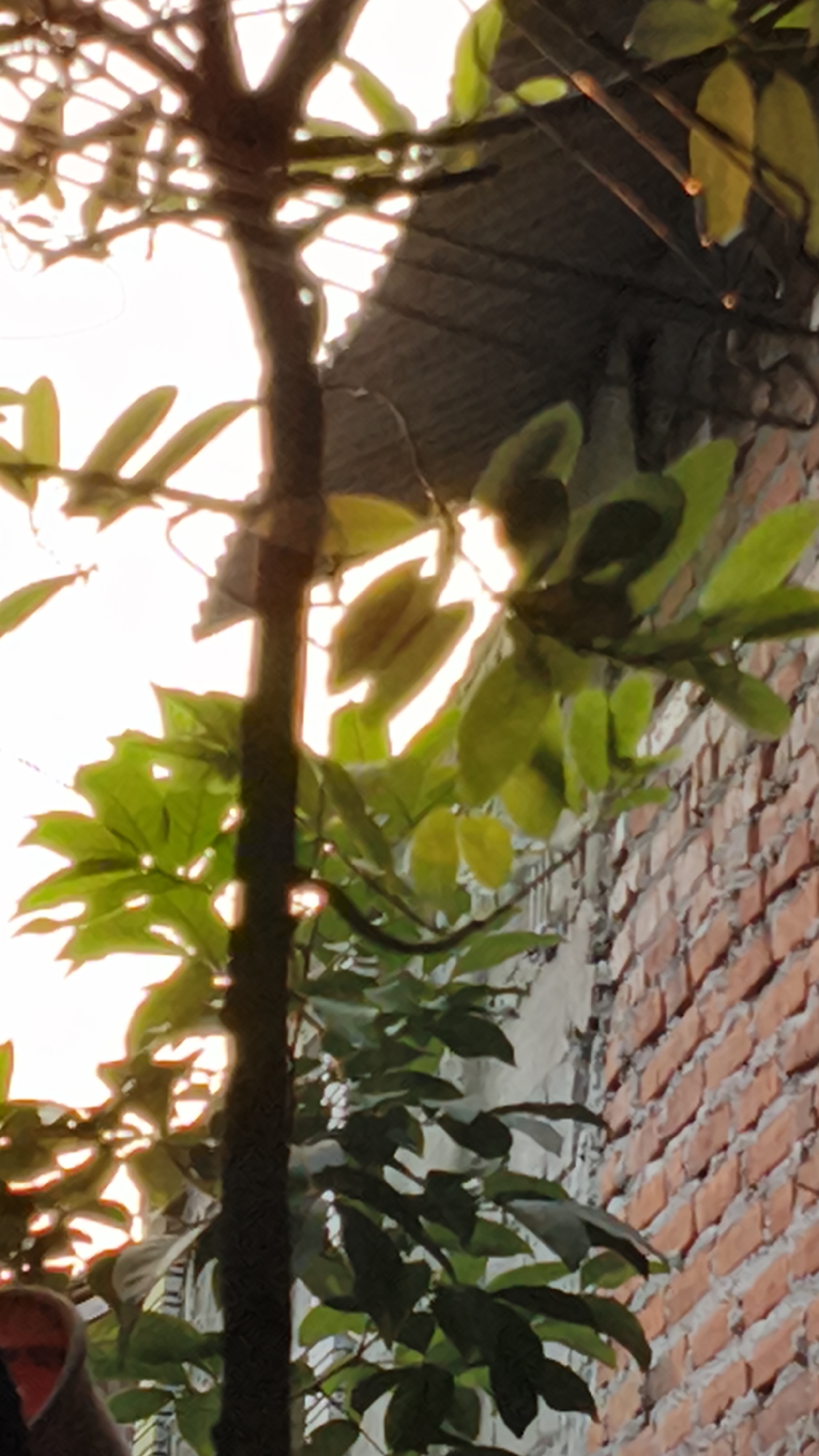 An outdoor, low-angle, vertical shot shows a brick wall and a tree with green leaves. The brick wall is on the right side of the image and is made of orange bricks arranged in a stretcher bond pattern. The bricks are weathered and appear to be old. A tree with a dark brown trunk and branches is in the center of the image. The tree has many green leaves, some of which are backlit by the sun. The sun is shining through the leaves, creating a bright glow. The sky is visible in the background, and it is bright and overcast. The scene appears to be in Kerep Kidul, Indonesia.