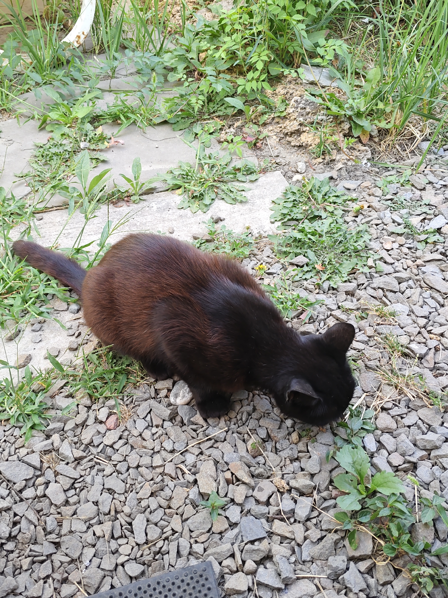 A dark brown cat with a long tail is positioned on a surface covered with grey gravel and scattered green vegetation. The cat is facing down, appearing to sniff or eat something on the ground. The environment suggests an outdoor setting with concrete slabs and patches of grass. There are no people visible in the image. The scene is shot from a slightly elevated angle.
