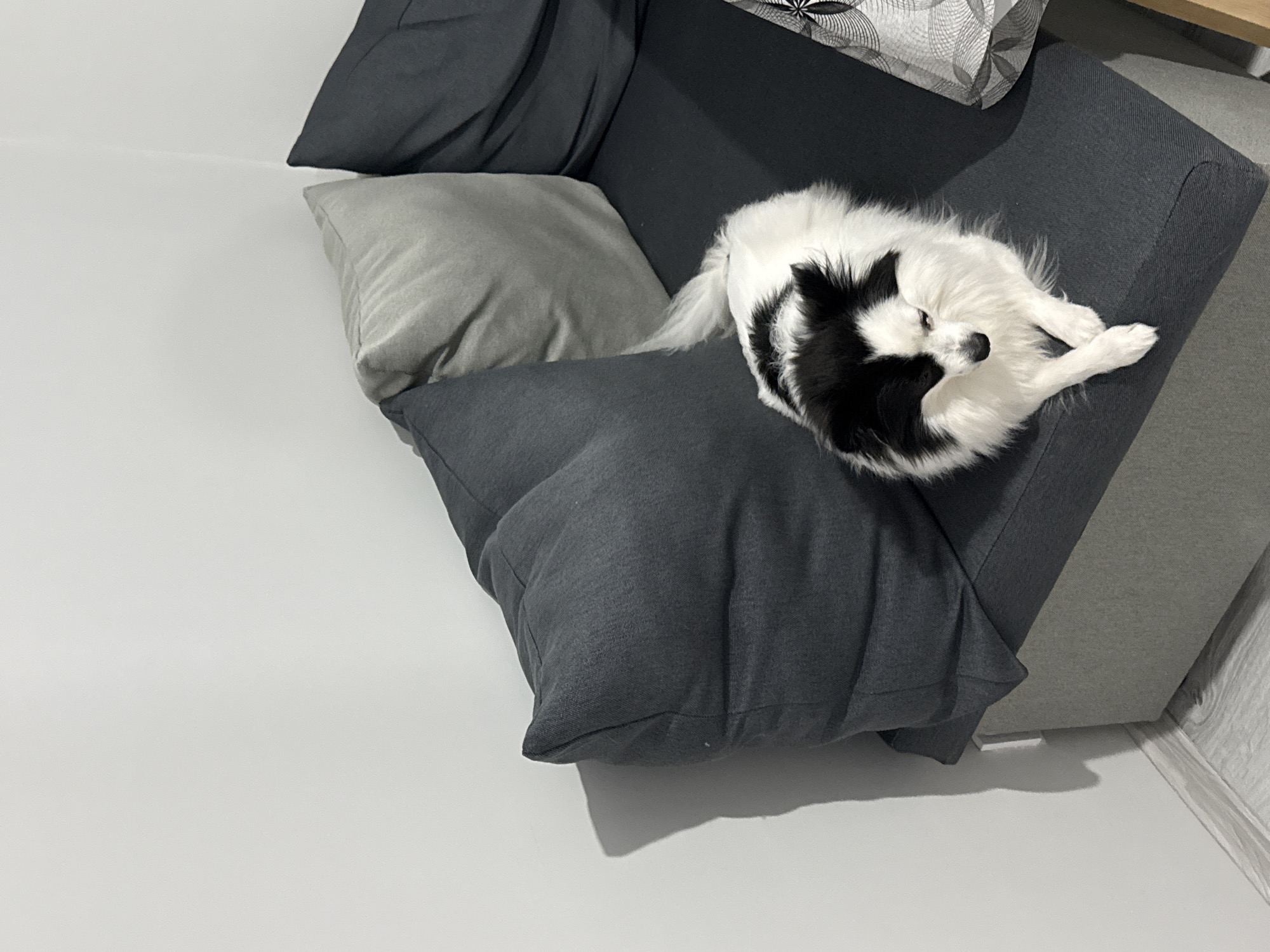 A small, black and white dog is sleeping on a grey sofa. The sofa has several pillows, one of which is light grey. The sofa is positioned in a room with a white wall. The location of this scene is Stara Zagora, Bulgaria.
