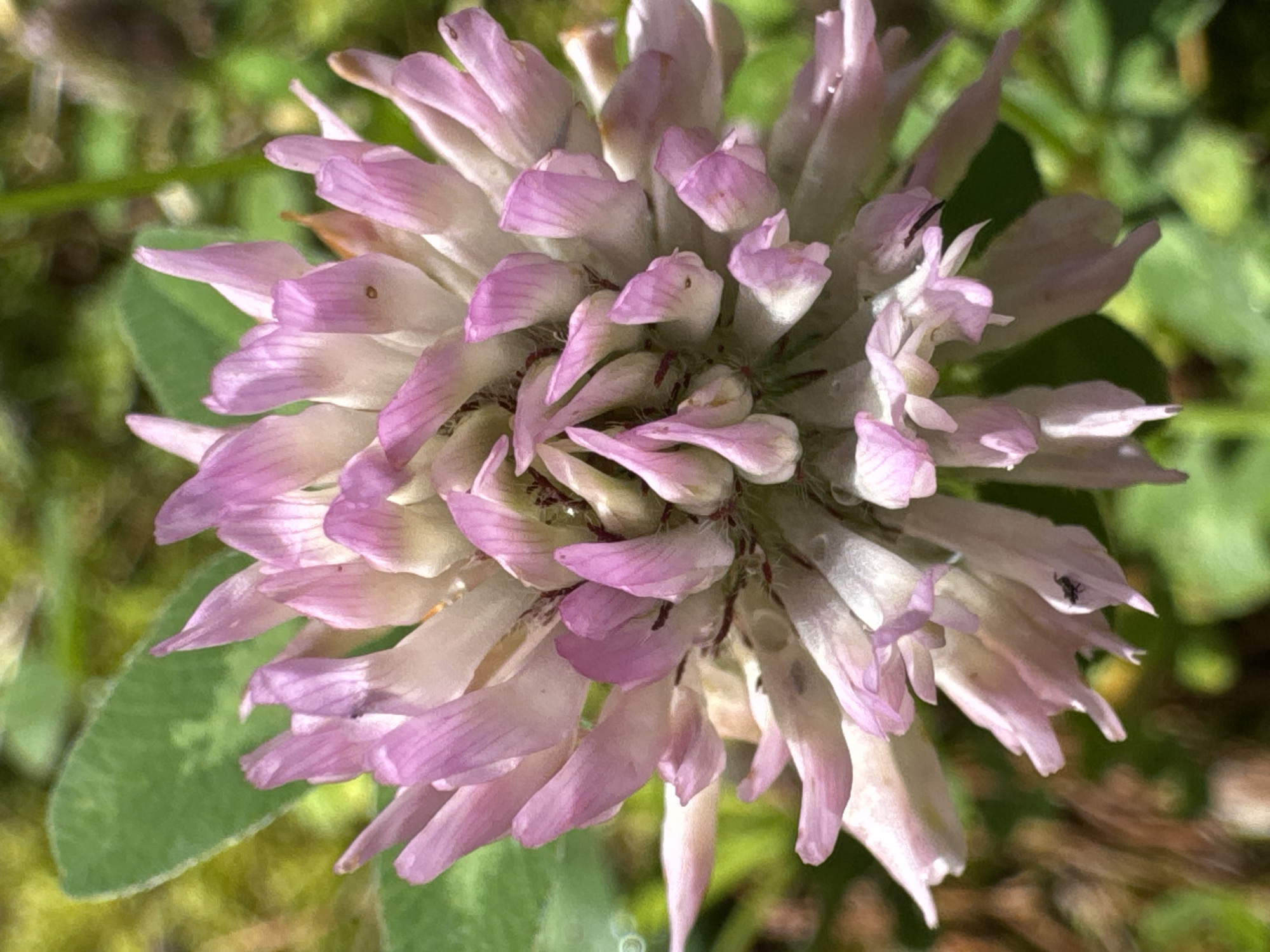 The image is a close-up shot of a pink clover flower. The flower head is dense and spherical, composed of many small, tubular petals that are light pink at the tips and fade to white near the base. The petals are tightly packed and point upwards and outwards. The background is blurred, showing green foliage and hints of brown, suggesting an outdoor, natural environment. There is a small, dark insect on one of the lower petals. The image does not provide any information about the city of Orekhovo, Russia.