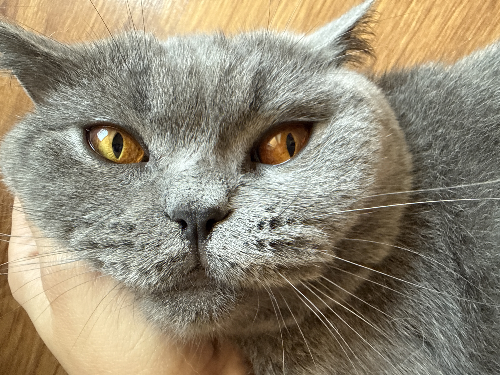 The image is a close-up, top-down shot of a British Shorthair cat's face. The cat has distinctive orange eyes with black pupils that are narrowed, indicating it might be in bright light or feeling relaxed. Its fur is short, dense, and grey. A human hand is visible gently stroking the cat's head, specifically near its left ear and whiskers. The background appears to be a wooden surface, likely a floor. The overall impression is one of domestic comfort and interaction between a human and their pet.
There is no information in the image that would allow for a determination of its location in Plovdiv, Bulgaria.