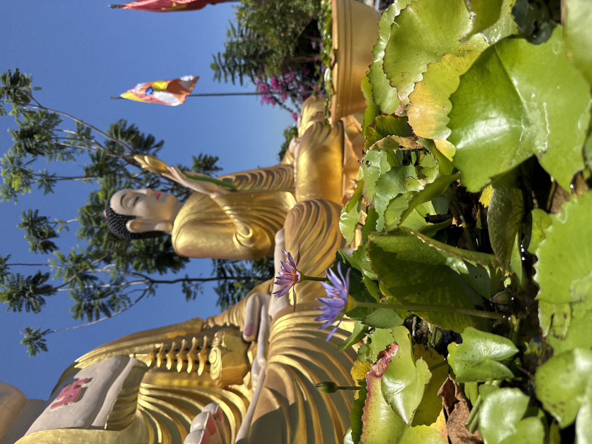 In Bac Nha Trang Ward, Vietnam, a tranquil scene unfolds with two prominent golden Buddha statues seated outdoors under a clear blue sky. In the foreground, lush green lily pads float on the water's surface, punctuated by two delicate purple water lilies in bloom and one unopened bud. One of the Buddha statues, partially visible on the left, displays a symbolic swastika emblem on its chest. Further in the background, the second golden Buddha statue is seen in profile, holding a lotus flower. Colorful Buddhist flags flutter in the breeze behind the statues, adding a vibrant touch to the serene environment. Trees with green foliage and a scattering of pink flowers complete the backdrop.