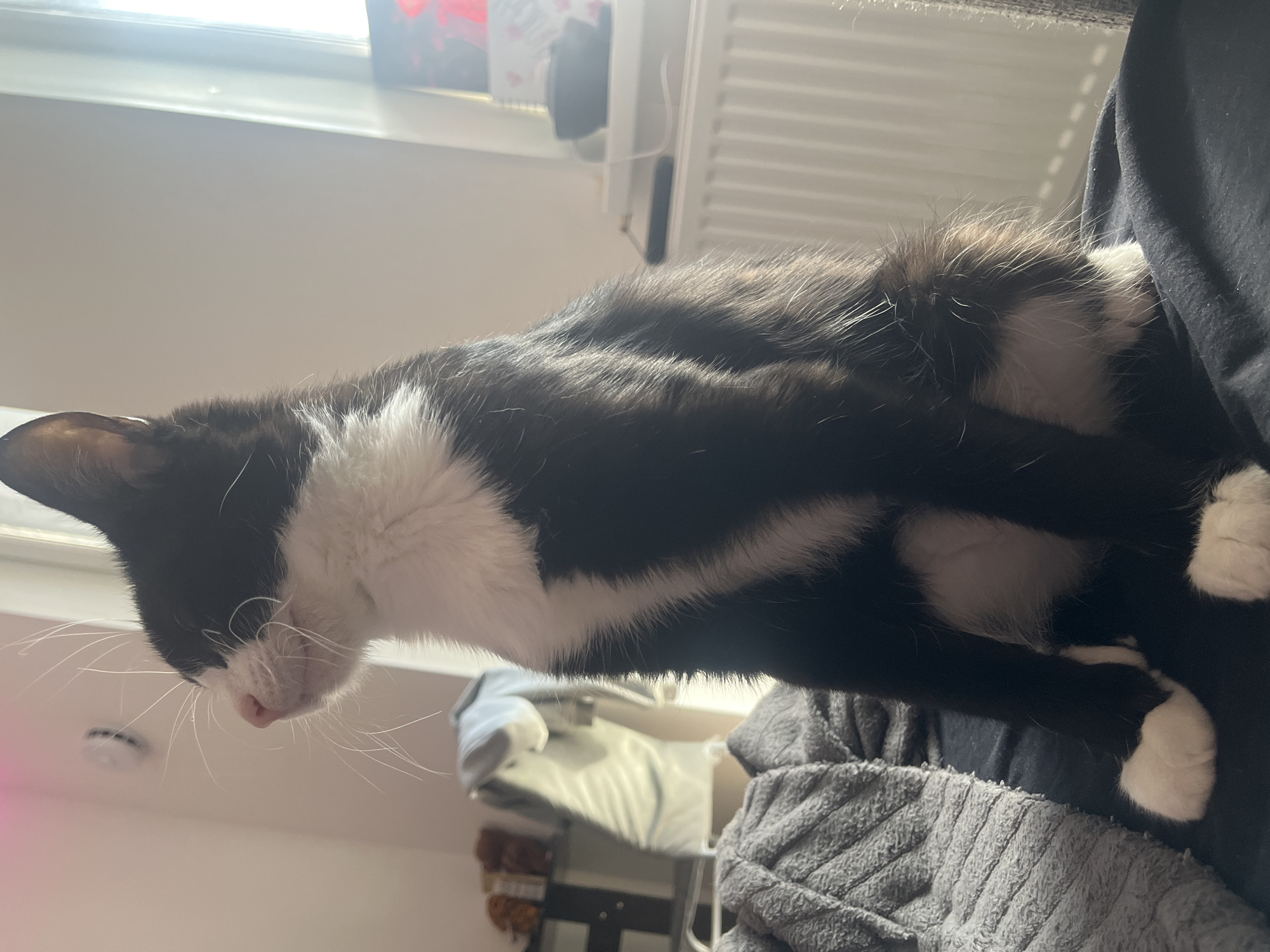 A black and white cat is sitting on a person's lap. The cat is mostly black with white markings on its face, chest, and paws. The person is wearing a dark-colored shirt. The background is blurred, but a window and a radiator are visible. The location is likely indoors. The Saint Petersburg, Russia detail is not discernible from this image.