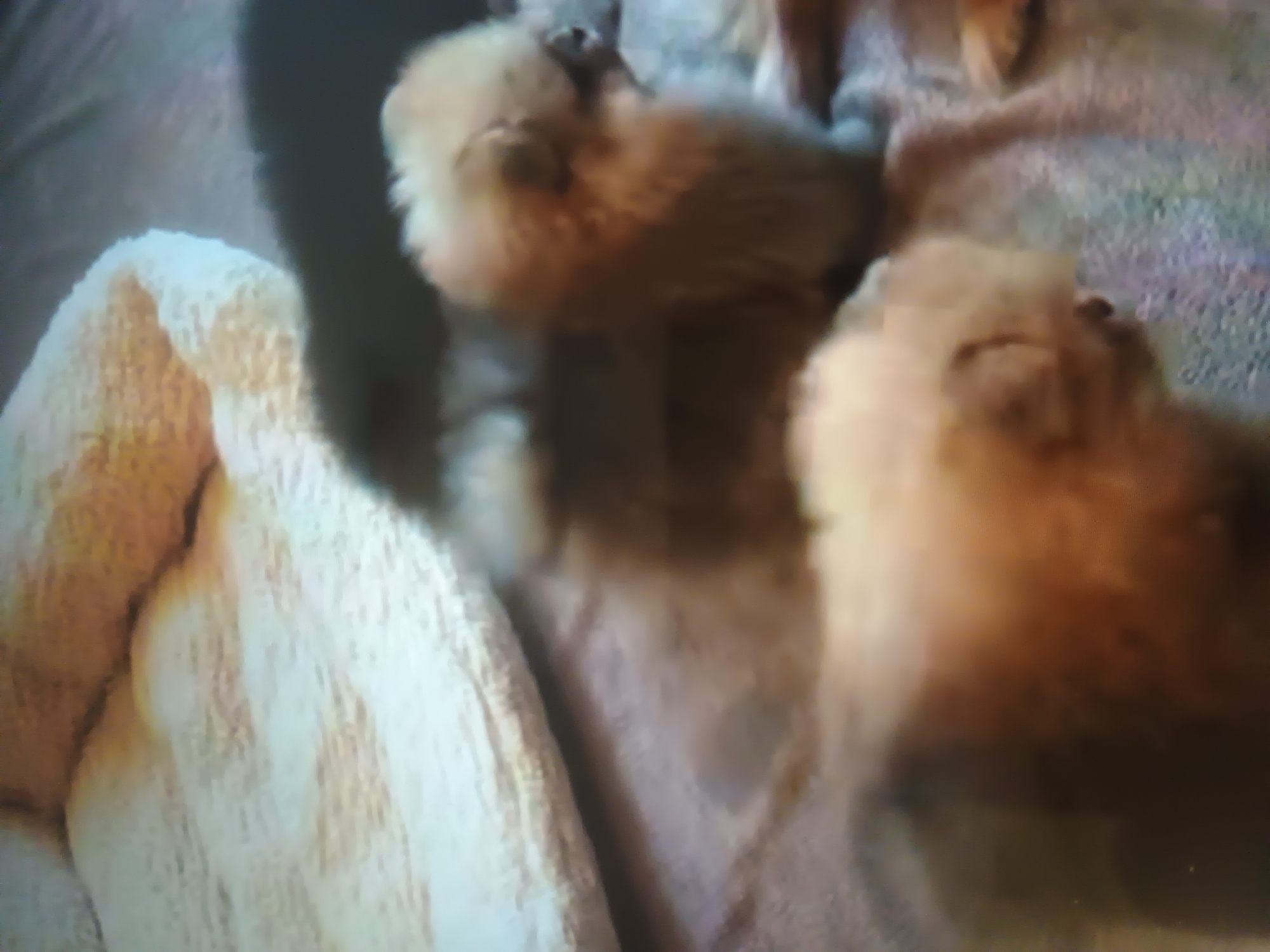 The image depicts an indoor scene in Kroměříž, Czechia, featuring at least three small, light-brown and white furry animals, identified as young puppies, resting on a textured fabric surface. One puppy is situated in the upper-left quadrant, another in the lower-right, and a third is partially visible in the bottom-center. All appear to be in a state of repose. The underlying surface is a greyish-brown textured fabric, likely a blanket or carpet. To the right, a substantial white or cream-colored textured fabric, consistent with a towel or thick blanket, is visible, casting a soft shadow across parts of the scene. The lighting is diffused, suggesting an ambient indoor light source, and the overall image exhibits some softness and graininess.