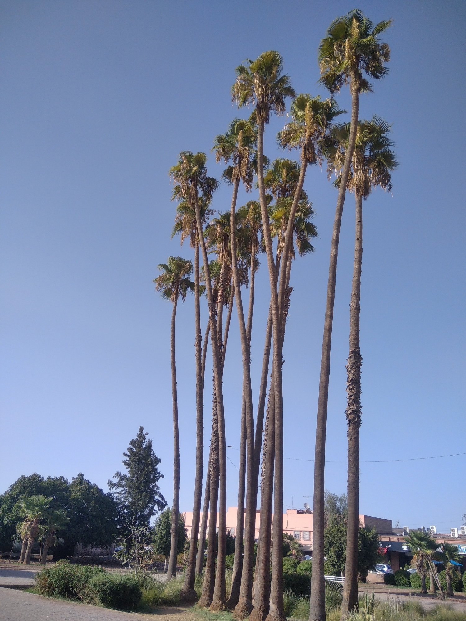 A low-angle, full-frame shot captures a cluster of tall, slender palm trees against a clear, bright blue sky in Marrakesh, Morocco. The fronds of the palm trees are vibrant green, with some showing signs of dryness and sparseness. The trunks of the trees are rough and textured, with one tree on the far right displaying a particularly gnarled and weathered appearance. In the background, a low-rise building with a pink facade is visible, along with other trees and vegetation, suggesting an urban or suburban setting. The overall impression is one of a warm, sunny day in a tropical or subtropical environment.