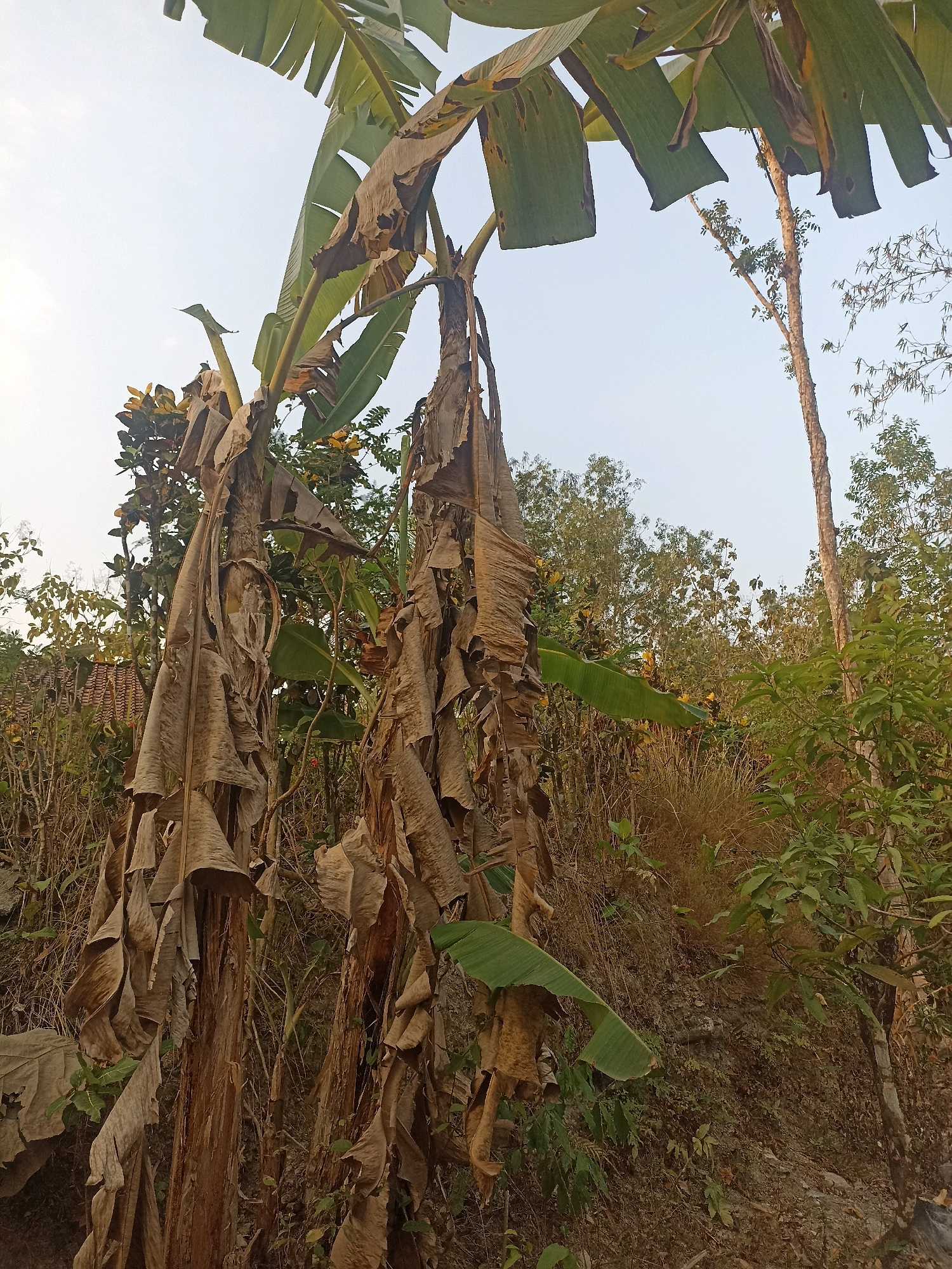 In Widoro, Indonesia, two banana trees stand prominently, their trunks covered in dry, peeling leaves that hang like tattered curtains. The leaves are a faded brown, some still attached to the green stems, while others have completely detached and lie scattered on the ground. The trees are situated on a slightly elevated, overgrown terrain, with a mix of dry grasses and sparse green vegetation. In the background, a clear sky stretches above, with a few scattered clouds. The scene depicts a natural, somewhat neglected area, with the banana trees being the central focus, showing signs of the dry season or natural decay.