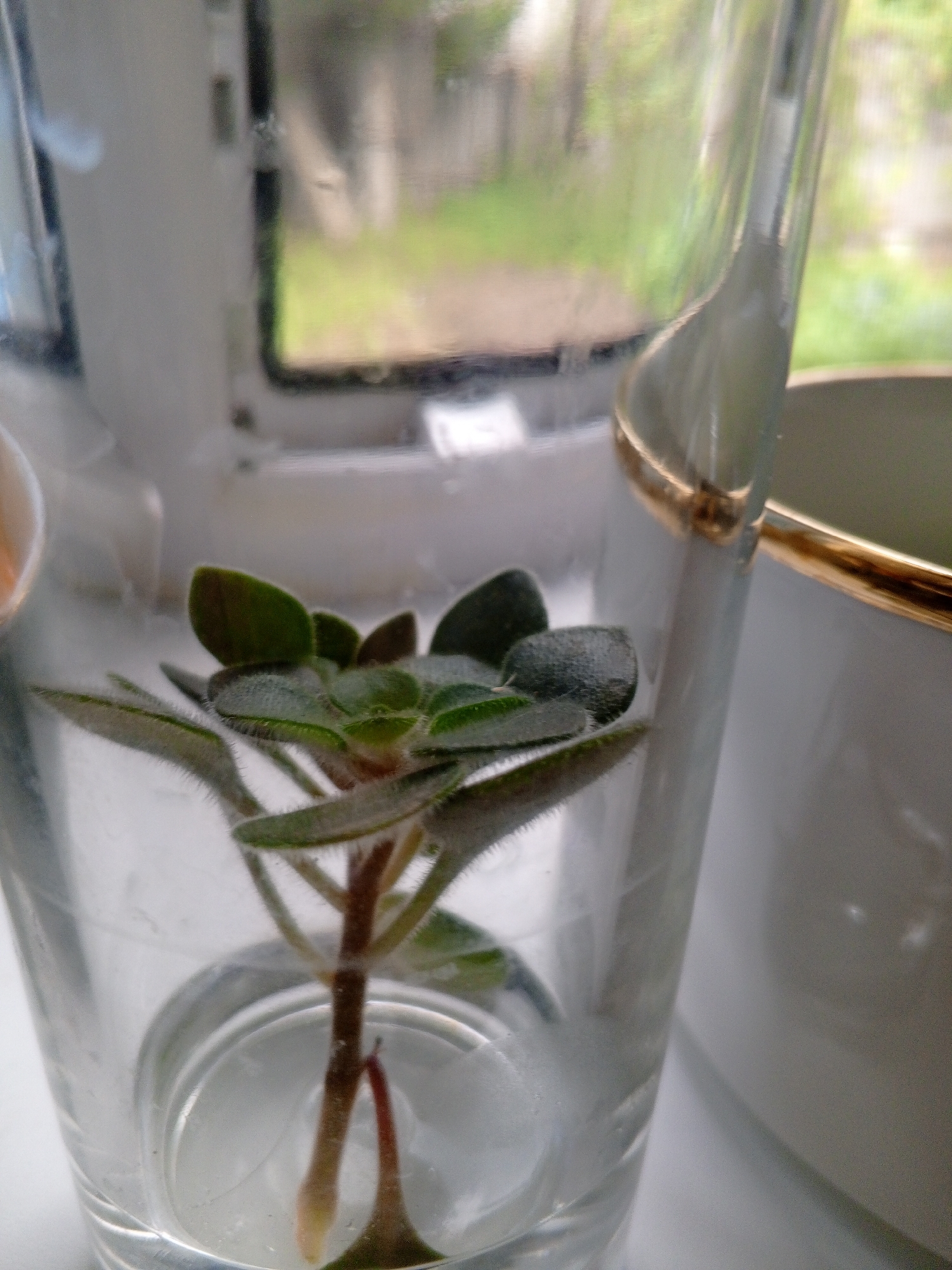 A close-up, medium shot captures a small green plant cutting submerged in water inside a clear glass. The plant has fuzzy, green leaves and a thin stem with two light-colored roots emerging from the bottom. The glass is positioned on a white surface, with a blurred background showing a window and greenery outside. A gold-colored trim is visible on the rim of a white container to the right of the glass.