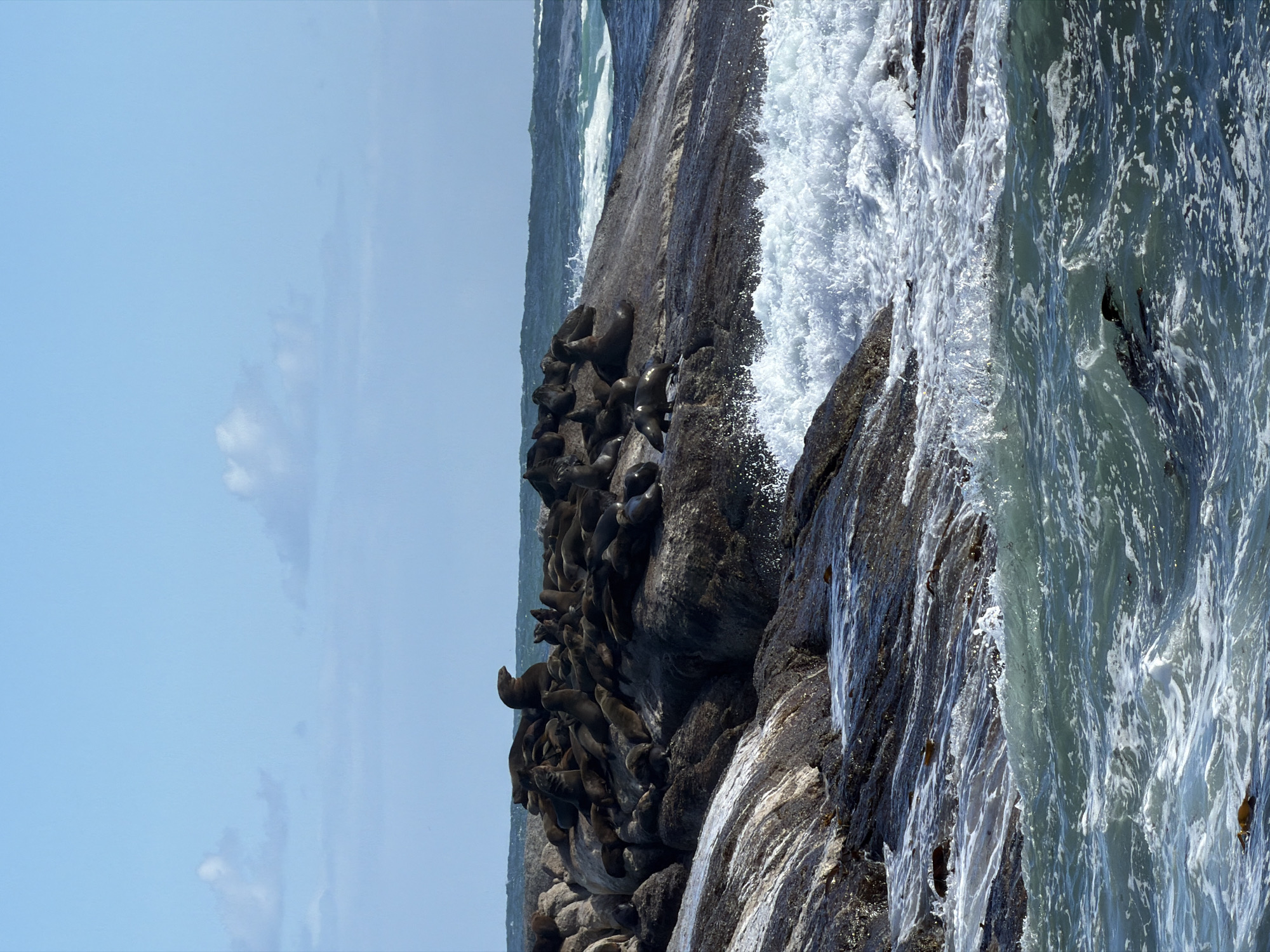 This image captures a vibrant coastal scene, featuring a large colony of seals congregated on a rocky island under a clear blue sky. The image, if rotated 90 degrees counter-clockwise, would present a horizontal landscape.
The main subjects are numerous seals, predominantly dark brown to black, ranging in size from what appear to be adults to smaller individuals. They are densely packed across the rugged, dark grey and brown rock formation, appearing to be resting, sunbathing, and moving about the uneven surfaces. The rocky outcrop slopes into the ocean on the right side of the frame.
Powerful waves are crashing against the rocks, creating a dramatic display of white foam and spray. The ocean water is a mix of deep blues and greens, with significant areas of white where the waves break. Patches of kelp or seaweed are visible in the water near the rocks. A distinct horizon line separates the rocky island from the open water in the background.
The scene is brightly lit by natural daylight, indicating midday or early afternoon. The sky is a light blue with a few scattered white, wispy clouds. This depiction of a dense seal colony on a rocky island, especially given the context of Hout Bay, South Africa, strongly suggests Duiker Island (Seal Island), renowned for its Cape Fur Seal population. The image conveys the raw beauty and dynamic energy of a natural marine habitat. No text is visible in the image.