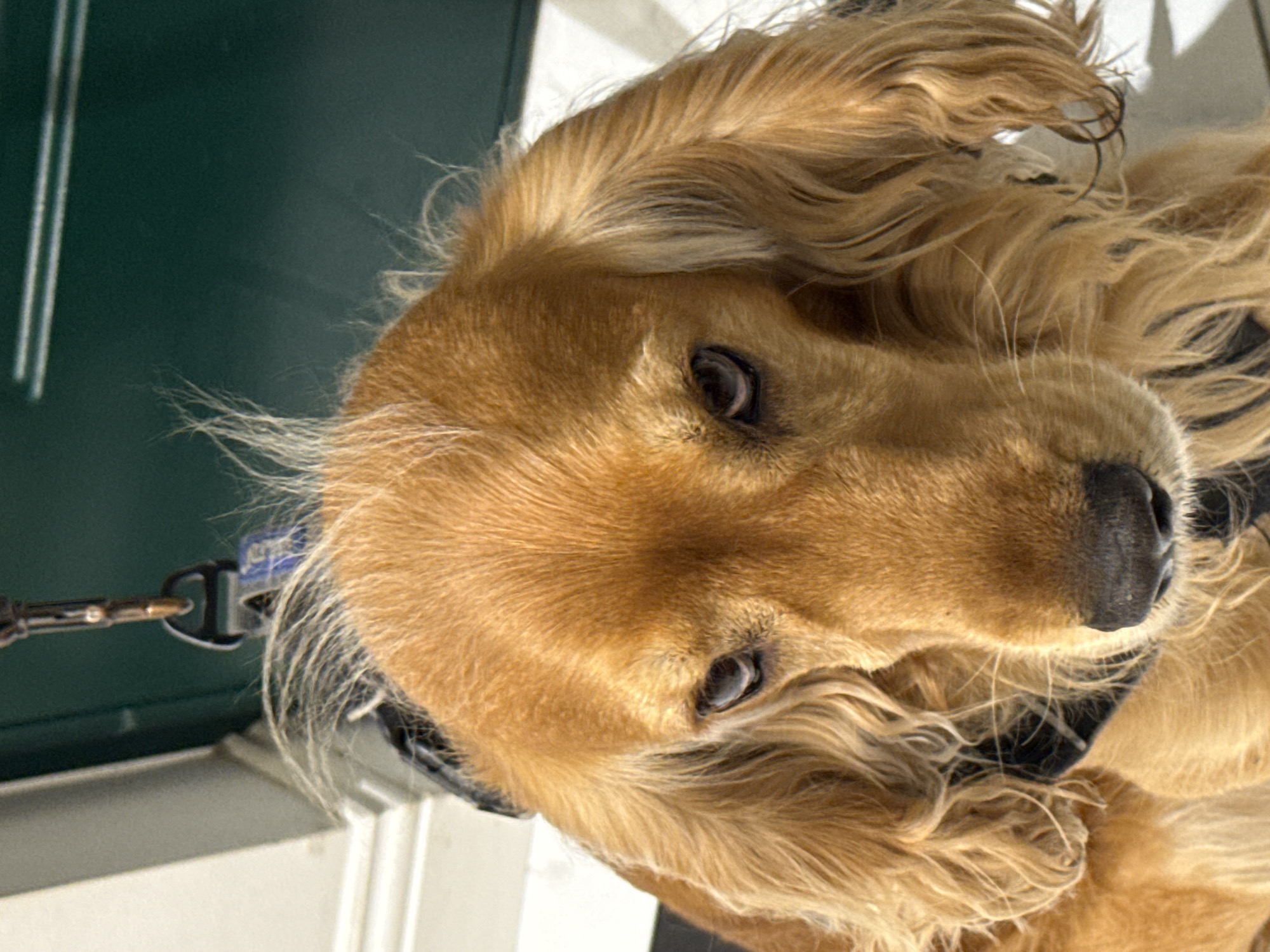 A close-up, eye-level shot shows the face of a golden-brown Cocker Spaniel dog, looking directly at the camera with a serious expression. The dog's fur is detailed, with some strands on its head standing up. Its eyes are dark and expressive, and its nose is black. The dog is wearing a black harness. In the background, a dark green door and a white wall are visible. A metal leash clip hangs from the top center of the frame. The floor appears to be tiled in a black and white checkerboard pattern. The image quality is sharp, capturing the texture of the dog's fur and harness. The scene appears to be indoors, near an exterior door, possibly in a home or a pet-friendly establishment.