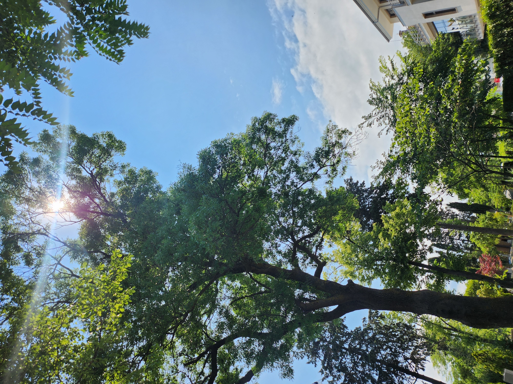 The image depicts a sun-dappled view of a cemetery in Tsarevo, Bulgaria. A large, mature tree with a thick trunk dominates the foreground, its lush green foliage casting shadows. Sunlight pierces through the canopy, creating lens flare and highlighting the leaves against a bright blue sky dotted with scattered white clouds. To the right, a modern white building with balconies and large windows is partially visible, suggesting the cemetery is located near urban development. The lower portion of the image shows other trees, some slender and tall, as well as what appear to be gravestones or monuments, indicating the cemetery's function. The overall atmosphere is serene and bathed in natural light.