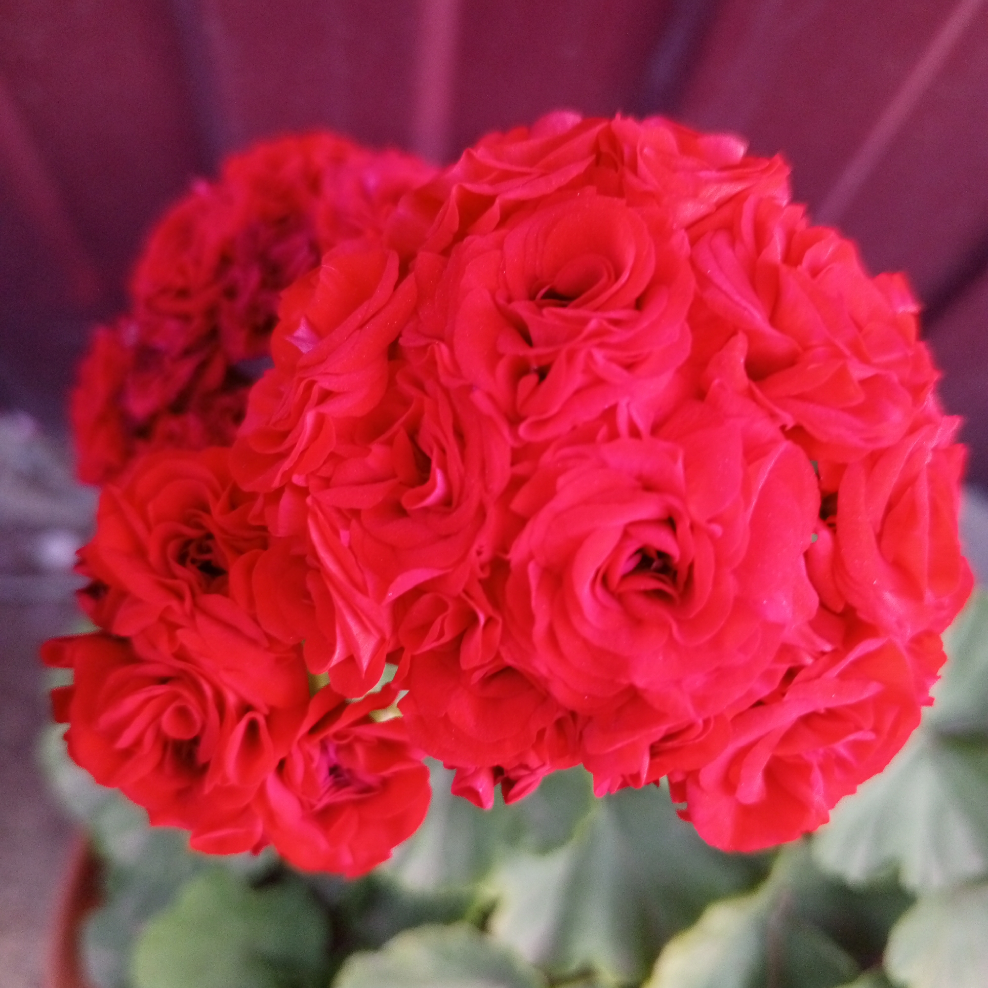 A close-up, high-angle shot captures a cluster of vibrant red geranium flowers. The blooms are tightly packed, with many layers of ruffled petals, giving them a rose-like appearance. The background is a soft blur of deep pink and muted green, suggesting a garden setting, potentially in Sayanogorsk, Russia, given the context of the city. No people are visible. The focus is solely on the rich texture and color of the flowers, with the background providing a gentle contrast.