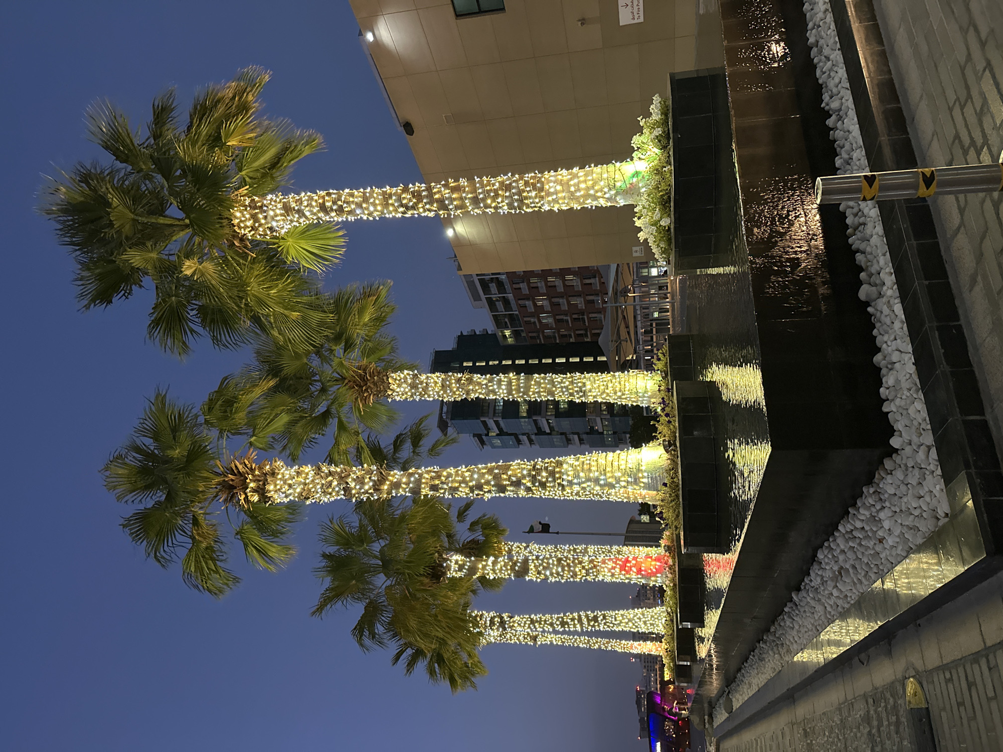 The image depicts a row of palm trees adorned with strings of lights, likely taken at night in Abu Dhabi, United Arab Emirates. The trees line a walkway featuring a water feature with white stones along its edge. In the background, buildings of varying heights are visible. The sky is a deep blue, suggesting twilight or early evening. The lighting on the trees and the buildings provides a warm contrast to the cool-toned sky.