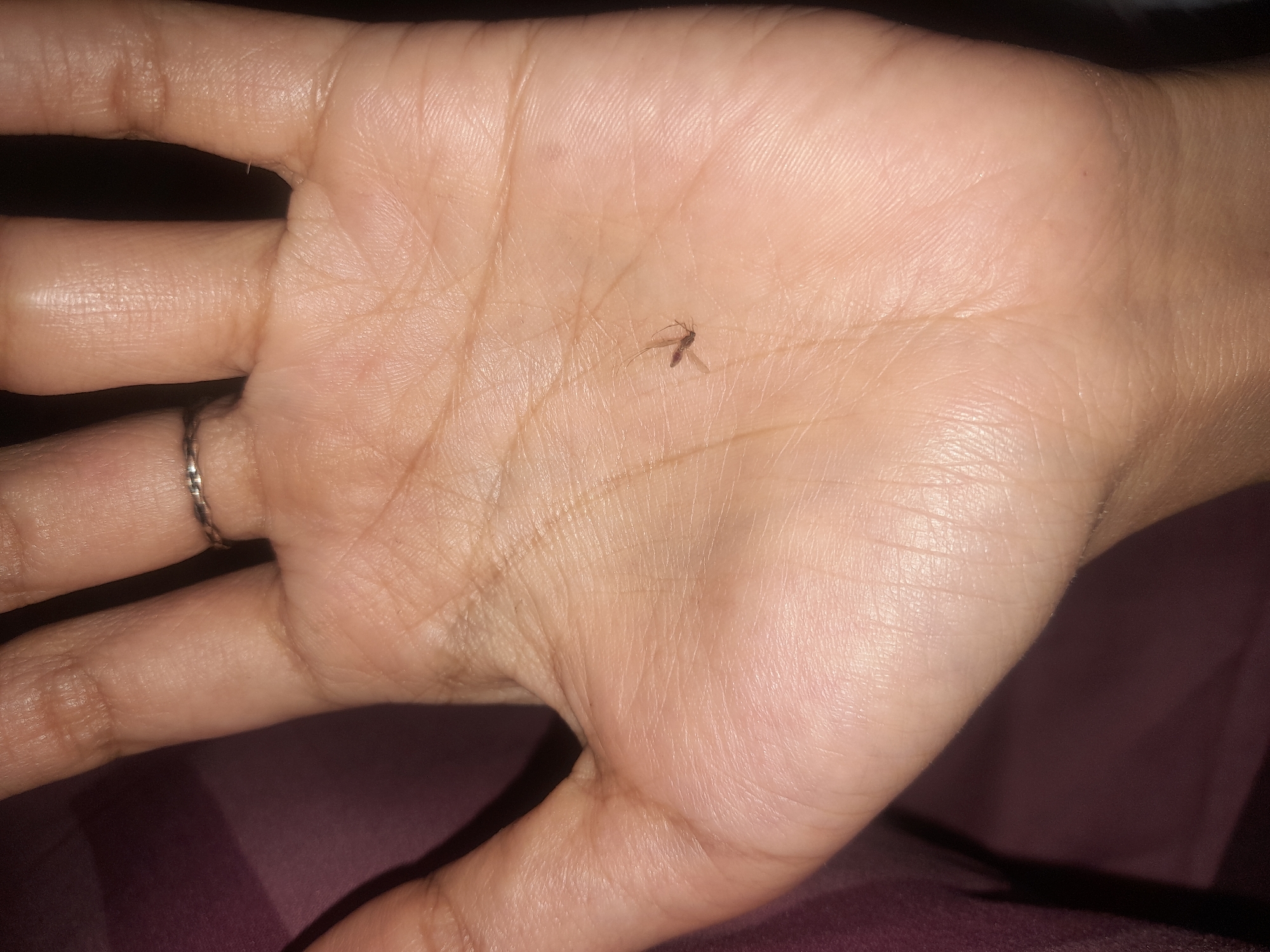 The image shows a close-up view of a person's open palm. A small, dead mosquito is resting on the palm, located slightly to the left of the center. The mosquito is dark brown or black and appears to have its legs and wings splayed. The palm itself is lightly tanned and shows visible lines and textures. A silver ring with a patterned band is worn on the ring finger, which is visible at the top of the image. The background consists of a deep reddish-purple fabric, likely clothing or bedding, and a dark area. The image appears to have been taken in Keboharan, Indonesia, although this information is external to the visual content.