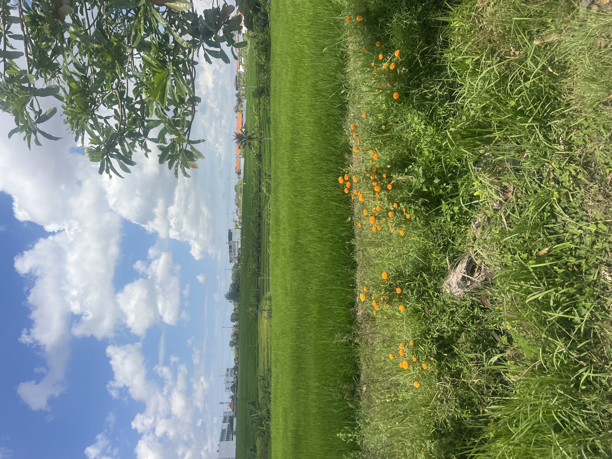 The image depicts a vibrant green rice paddy field under a bright blue sky with scattered white clouds. In the foreground, lush green grass and a cluster of bright orange flowers are visible. A partially visible tree with green leaves hangs from the top right corner of the frame, casting a shadow. In the mid-ground, the terraced rice paddies stretch across the landscape, with several modern buildings and houses visible in the distance, some with orange tiled roofs. The scene appears to be set in the outskirts of Mengwi, Indonesia, possibly a rural or semi-rural area where agriculture and modern development coexist. There are no people or animals visible in the image. The overall impression is one of a serene and picturesque natural landscape integrated with human settlements.