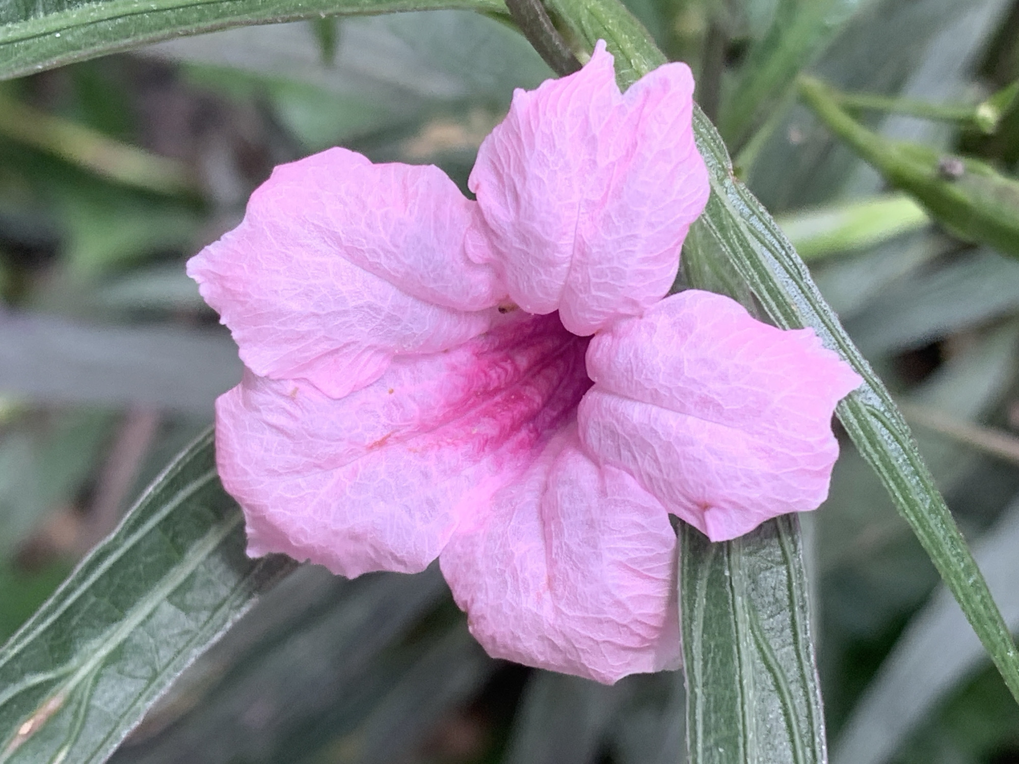A close-up, eye-level shot captures a single, delicate pink flower in full bloom, its petals slightly crinkled and textured. The flower is the central subject, set against a soft-focus background of green foliage. The petals exhibit a subtle gradient of color, deepening to a vibrant pink at the center. The image was taken outdoors in the City Municipality of Chiang Rai, Thailand, amidst natural vegetation. The lighting appears to be natural daylight, highlighting the intricate details of the flower. No people or specific landmarks are visible, suggesting a focus on the botanical subject within a natural setting.