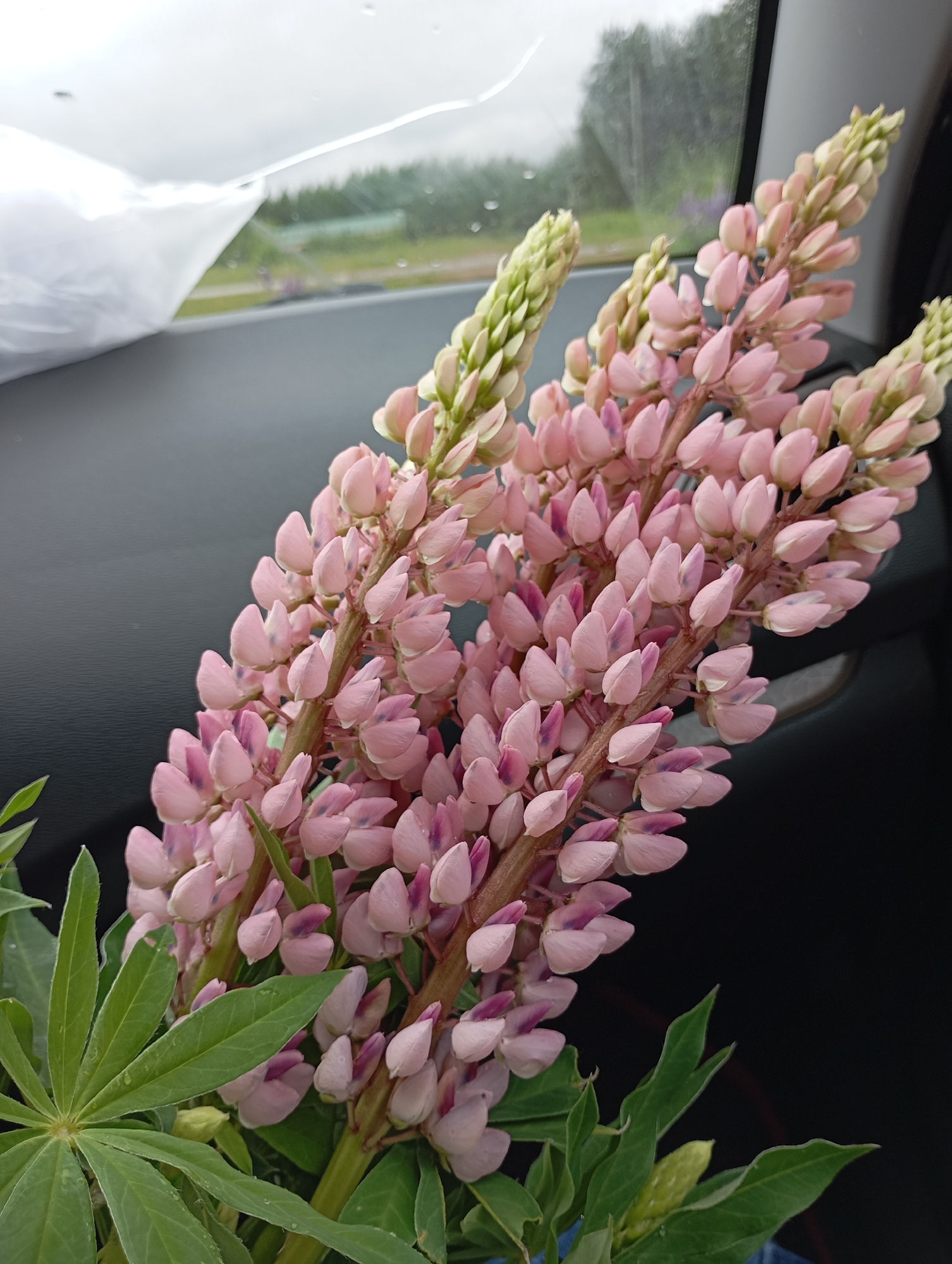 A close-up shot shows a bouquet of pink lupine flowers with green leaves placed inside a vehicle. The background, visible through the car window, includes blurred greenery and a cloudy sky, suggesting an outdoor setting in the city of Unknown, Unknown. The car's interior is primarily dark.