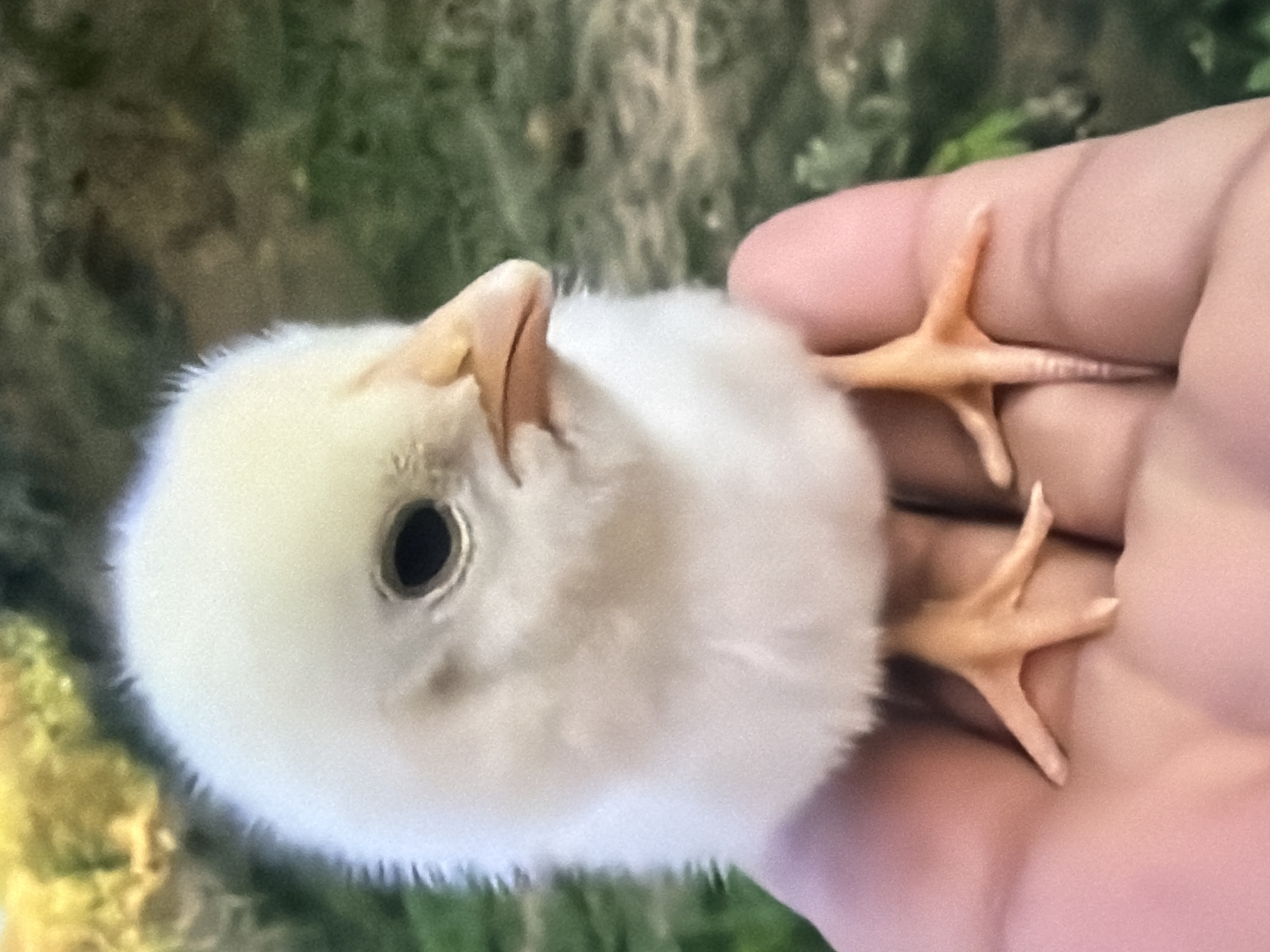A fluffy, yellow chick is held in the palm of a hand outdoors. The chick is facing to the right, with its beak slightly open. Its eyes are dark and round. The background is blurred, showing green grass and some yellow foliage. The hand appears to be an adult's, with a pinkish hue. The image is a close-up shot, focusing on the chick and the hand. The setting is outdoors, suggesting a natural environment. There are no discernable landmarks or architectural features to pinpoint a specific location within Bukuru, Nigeria.