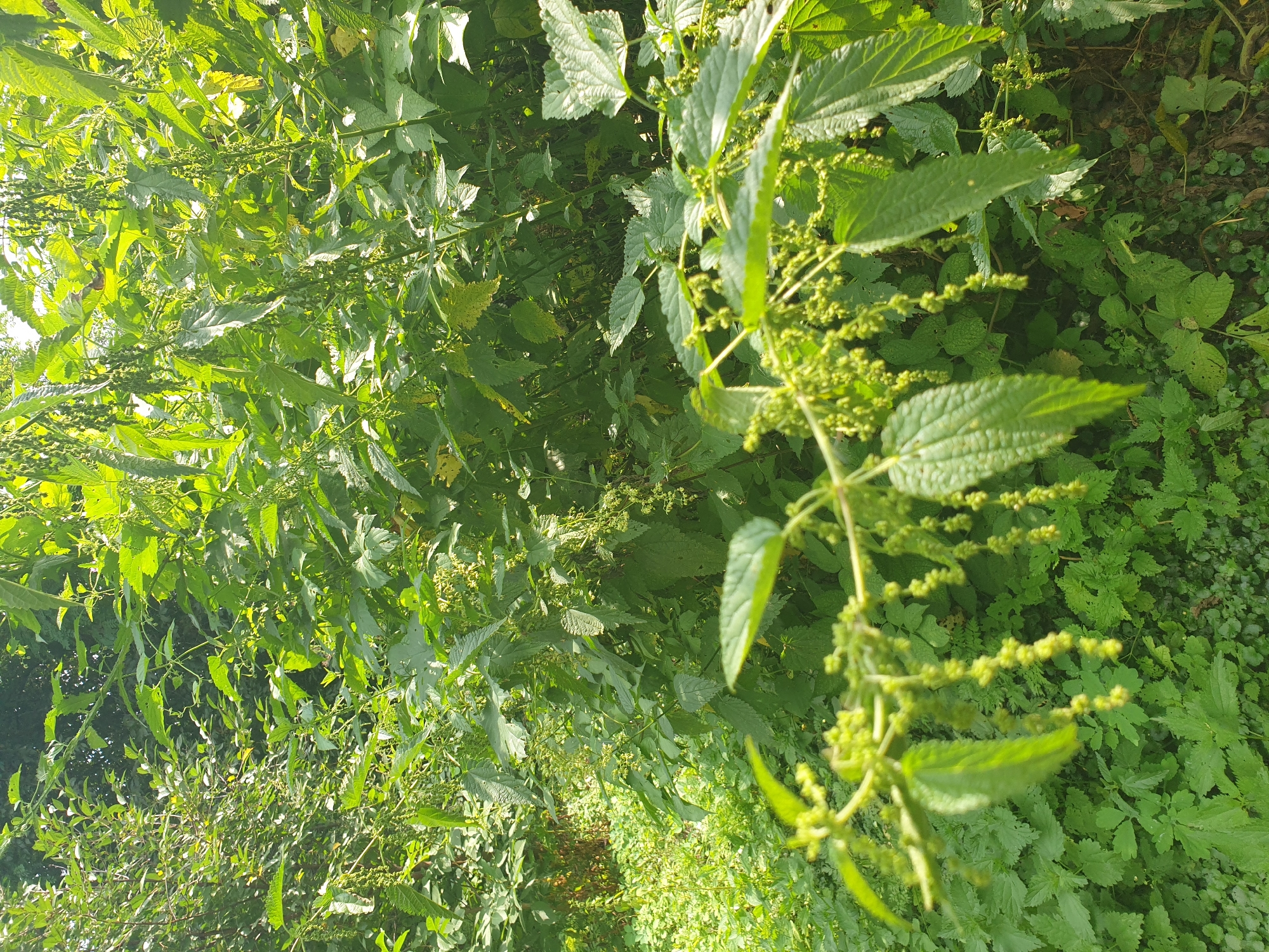 The image depicts a dense thicket of stinging nettles (Urtica dioica) growing in what appears to be a wild or overgrown area. The plants are characterized by their large, serrated, green leaves and numerous dangling seed or flower clusters. Sunlight filters through the foliage, creating a dappled effect and highlighting the vibrant green hues of the plants. The background is a mass of similar vegetation, suggesting a natural, uncultivated environment. The scene is consistent with a location in Lozovyi Yar, Ukraine, known for its natural landscapes and vegetation. There are no people or animals visible in the image. The focus is entirely on the lush growth of nettles.