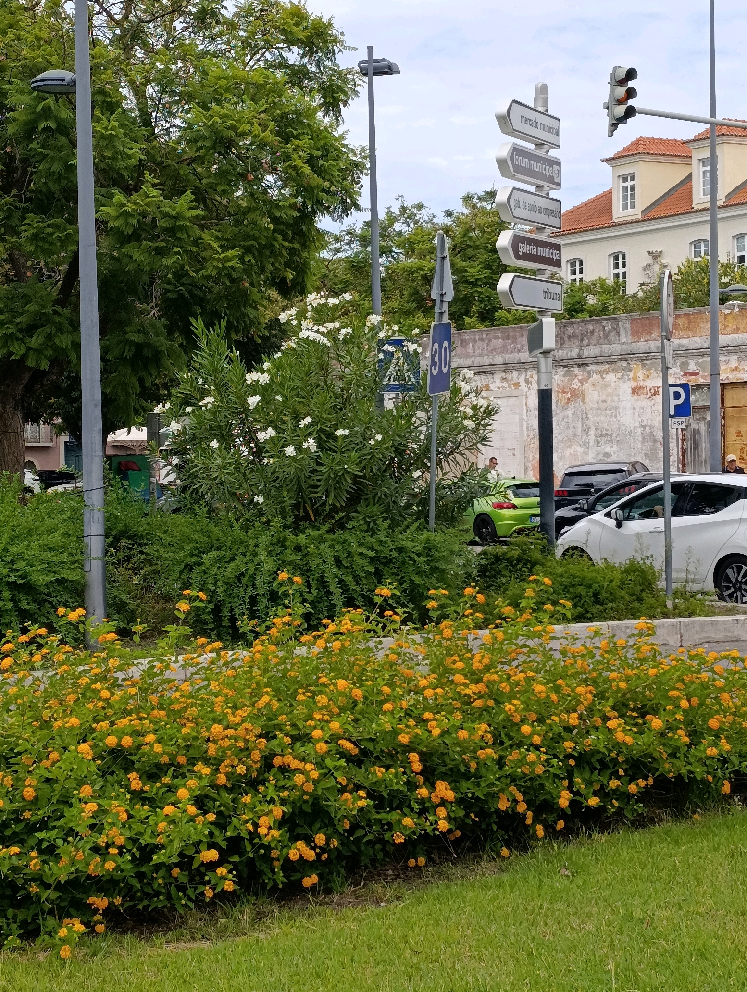 The image depicts a street scene in Setúbal, Portugal. In the foreground, a dense bush with numerous small yellow flowers lines a grassy area. Behind this, a grey concrete barrier separates the foreground from a road. Several cars are visible on the road, including a bright green hatchback, a black SUV, and a white hatchback.
Further back, a complex street signpost with multiple directional arrows points to various locations such as "mercado municipal," "forum municipal," "gab. de apoio ao empresário," "galeria municipal," and "tribunal." A traffic light is situated to the right of the signpost. Adjacent to the signpost, a building with a red-tiled roof and white window frames is visible. A person in a light-colored shirt stands near the green car, and another person in a baseball cap is visible on the far right. To the left of the scene, a tall street lamp and a large tree with green foliage are present. A blue sign with "30" in white numerals is also visible, indicating a speed limit. The overall environment appears to be an urban setting with greenery and traffic infrastructure.