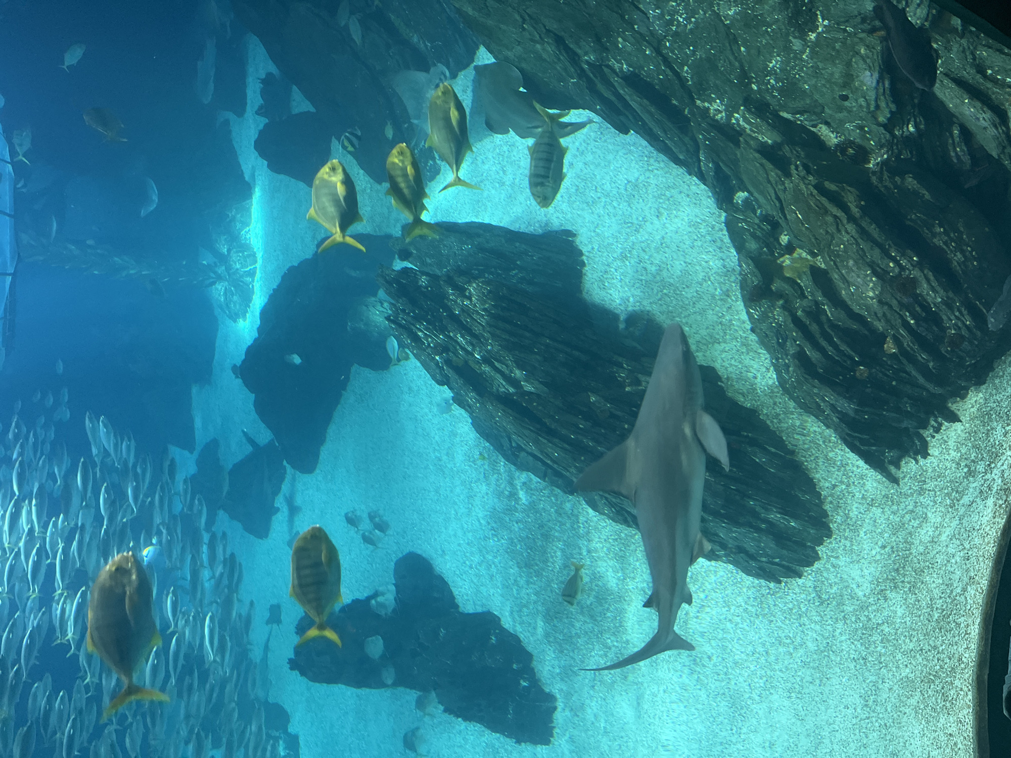 The image captures an underwater scene, likely within an aquarium in Lisbon, Portugal, showcasing a shark, several golden trevally fish, and a large school of smaller fish swimming in the background. The water is a clear turquoise color. The tank includes artificial rock formations and sand substrate that give the appearance of a natural aquatic environment. The lighting within the tank creates a sense of depth and highlights the movement of the fish. The shark, appears grey and is positioned diagonally within the frame, with its tail pointing downwards. Several golden trevally are swimming around the rock formation and some near the top of the frame.
