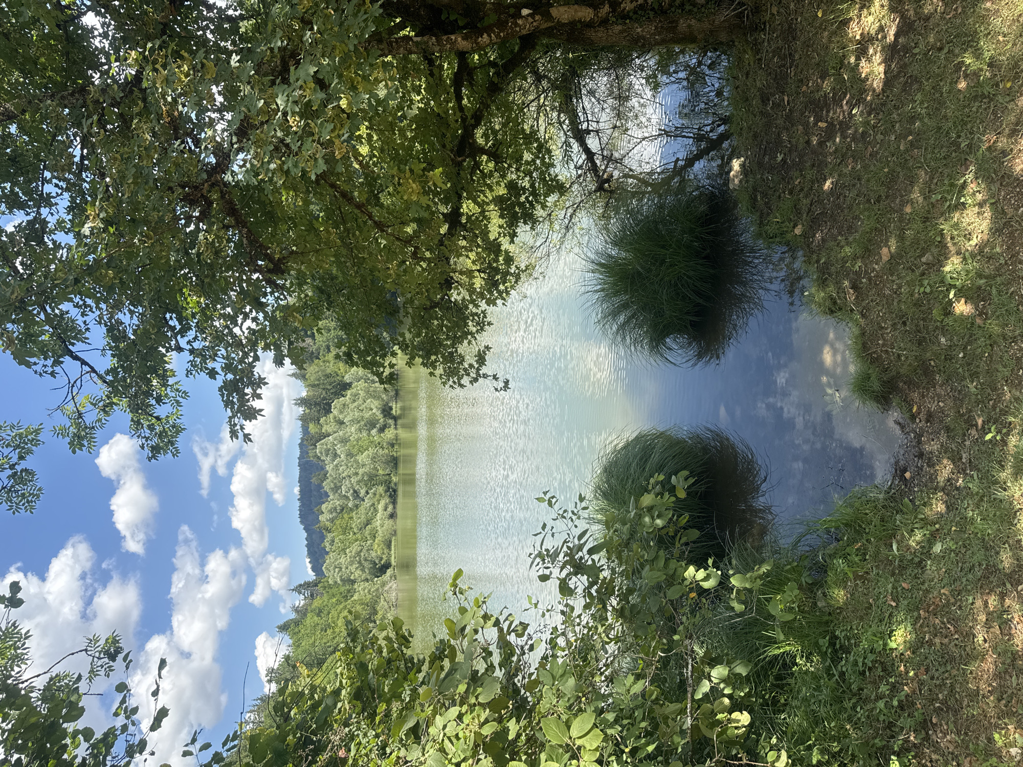 The image shows a serene lake bordered by lush green trees and vegetation, under a bright blue sky with scattered white clouds. The water is calm, reflecting the surrounding greenery and the sky. In the foreground, there is a grassy bank with a large tree on the right, its branches extending over the water. Two tufts of tall grass rise from the water's edge, adding to the natural beauty of the scene. The location is the Lac de Chalain in the commune of Coteaux du Lizon, France, known for its clear waters and surrounding forests. There are no people or animals visible in the image.