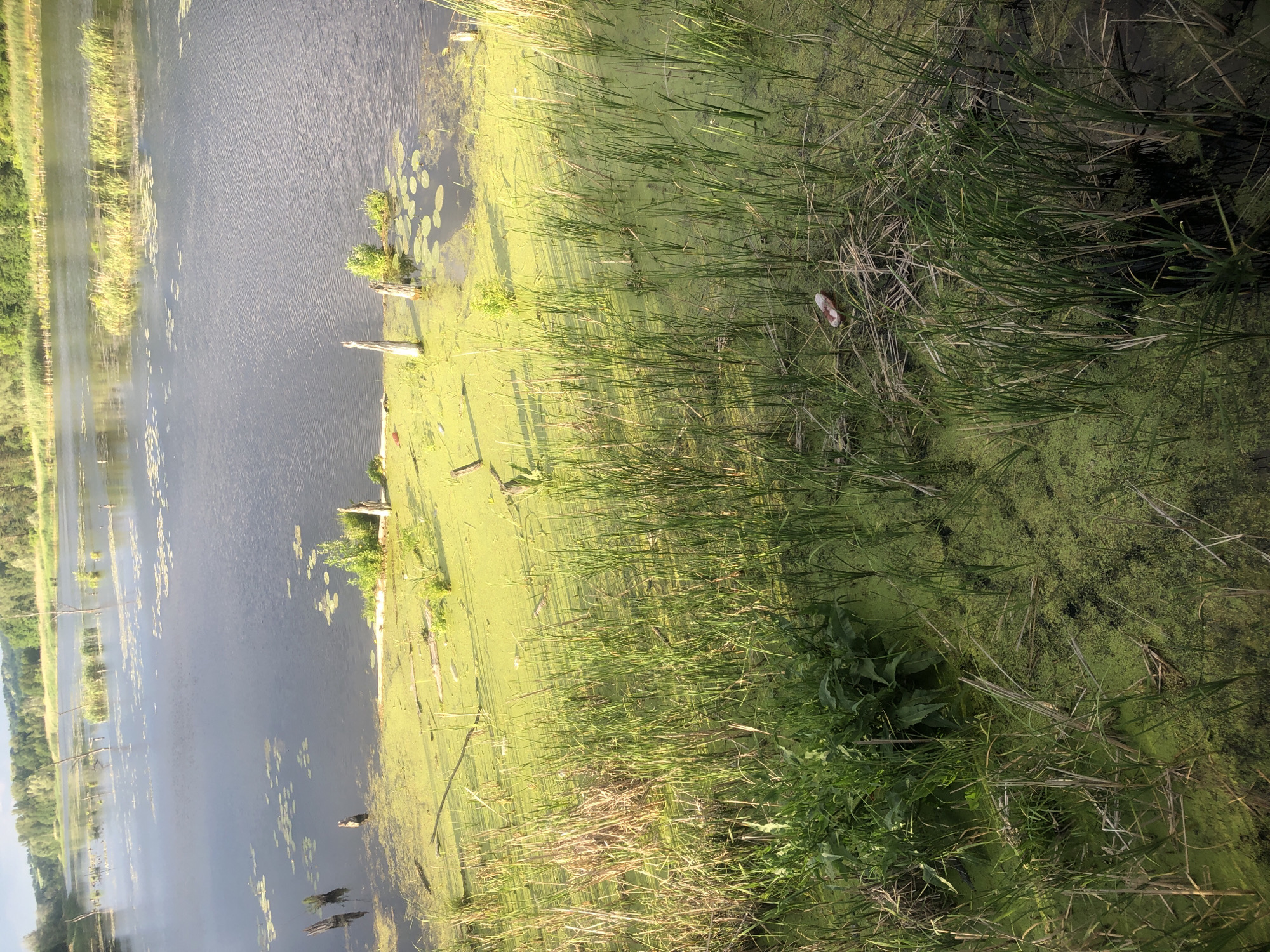 The image depicts a natural scene of a body of water, possibly a lake or marsh, with abundant green algae and reeds in the foreground. The water is dark and appears calm, reflecting the sky and surrounding trees. Several dead tree stumps or branches are visible protruding from the water and the algae-covered surface. In the background, a treeline borders the water, with a gentle hill sloping upwards. The lighting suggests it is either early morning or late afternoon, with soft sunlight casting long shadows. The overall impression is one of a natural, somewhat wild wetland environment.