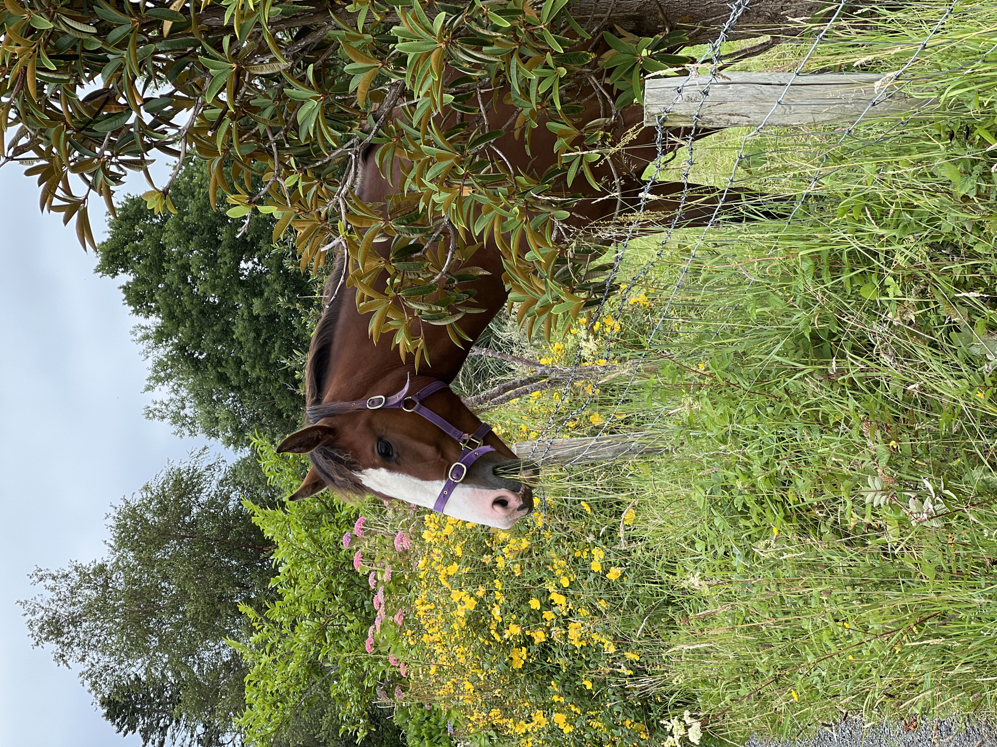 A brown horse with a white blaze on its face and wearing a purple halter is partially visible in a grassy area near Mountcharles, Ireland. The horse is positioned to the right of the frame, with its head turned towards the left, grazing on grass behind a wire fence. In the background, there are various trees and flowering bushes, including bright yellow flowers. The sky is overcast. The scene appears to be a rural setting.