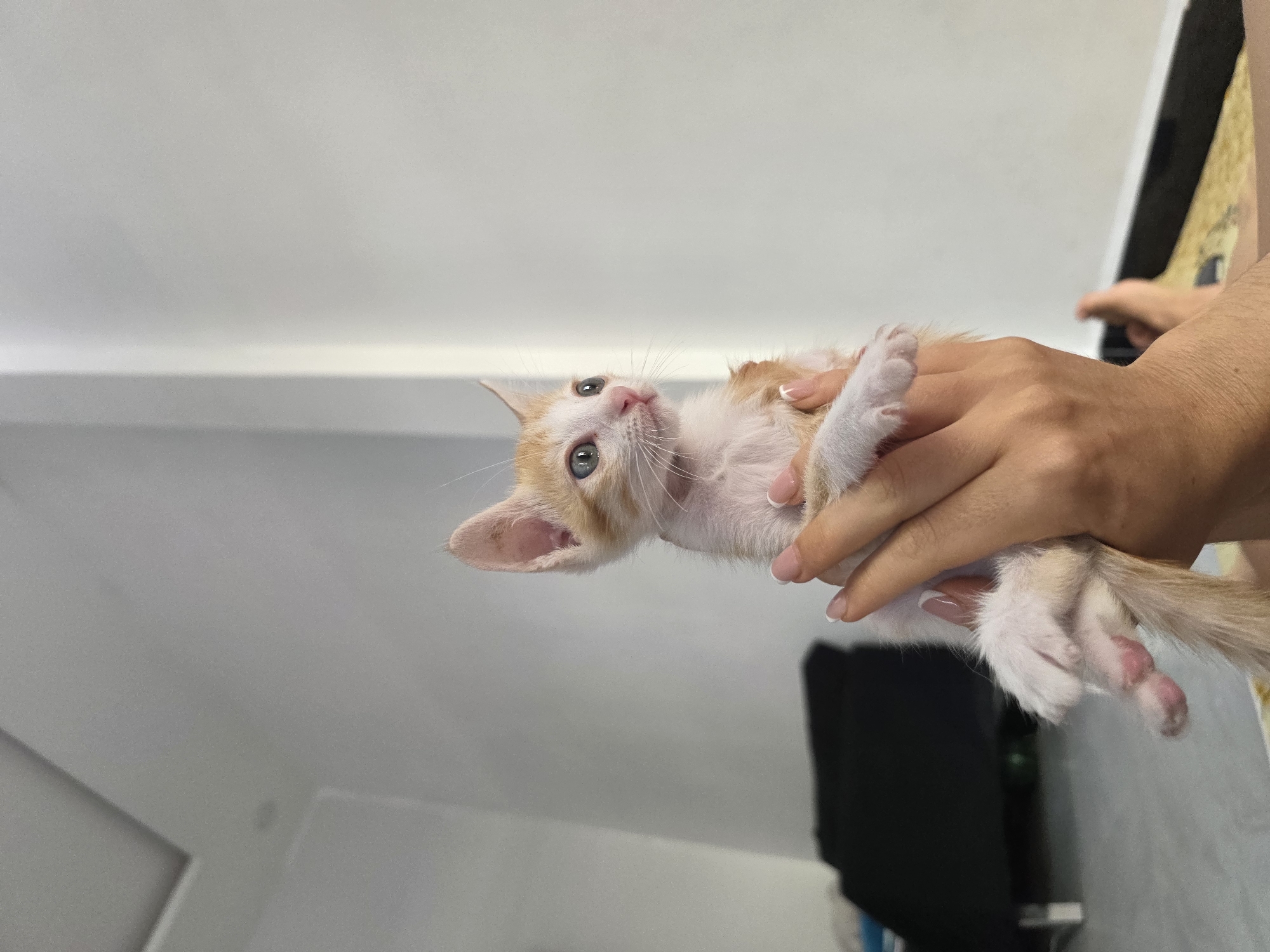 A light orange and white kitten is held in a person's hands. The kitten is looking up with its green eyes. The person's manicured fingernails are visible. The background is a blurry white wall with a dark object in the lower right corner. The location is Mũi Né, Vietnam.