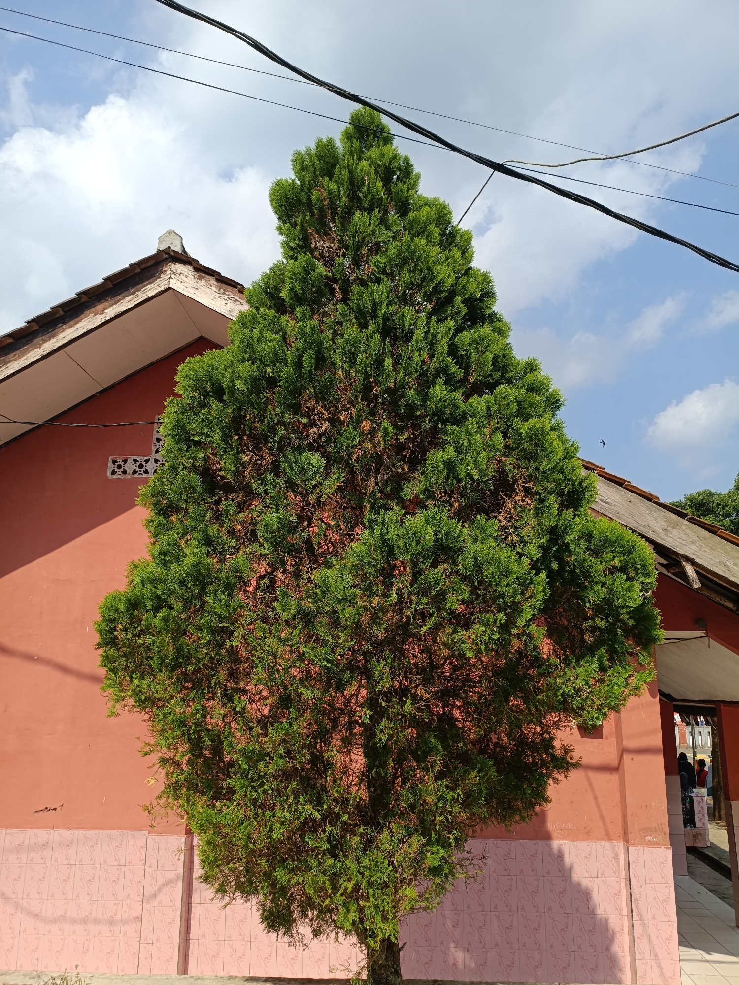 In Berekah, Indonesia, a tall, dense evergreen tree stands in front of a salmon-pink building with a tiled lower section. The building has a visible roofline with some exposed wood and a decorative vent on the left side. Several black electrical wires are strung across the bright blue sky with scattered white clouds. The ground in front of the building appears to be paved. The lower portion of the building's wall is adorned with a light pink tile pattern. To the right, a covered walkway is visible, with a few individuals partially obscured within. The overall scene depicts an outdoor, daytime environment.