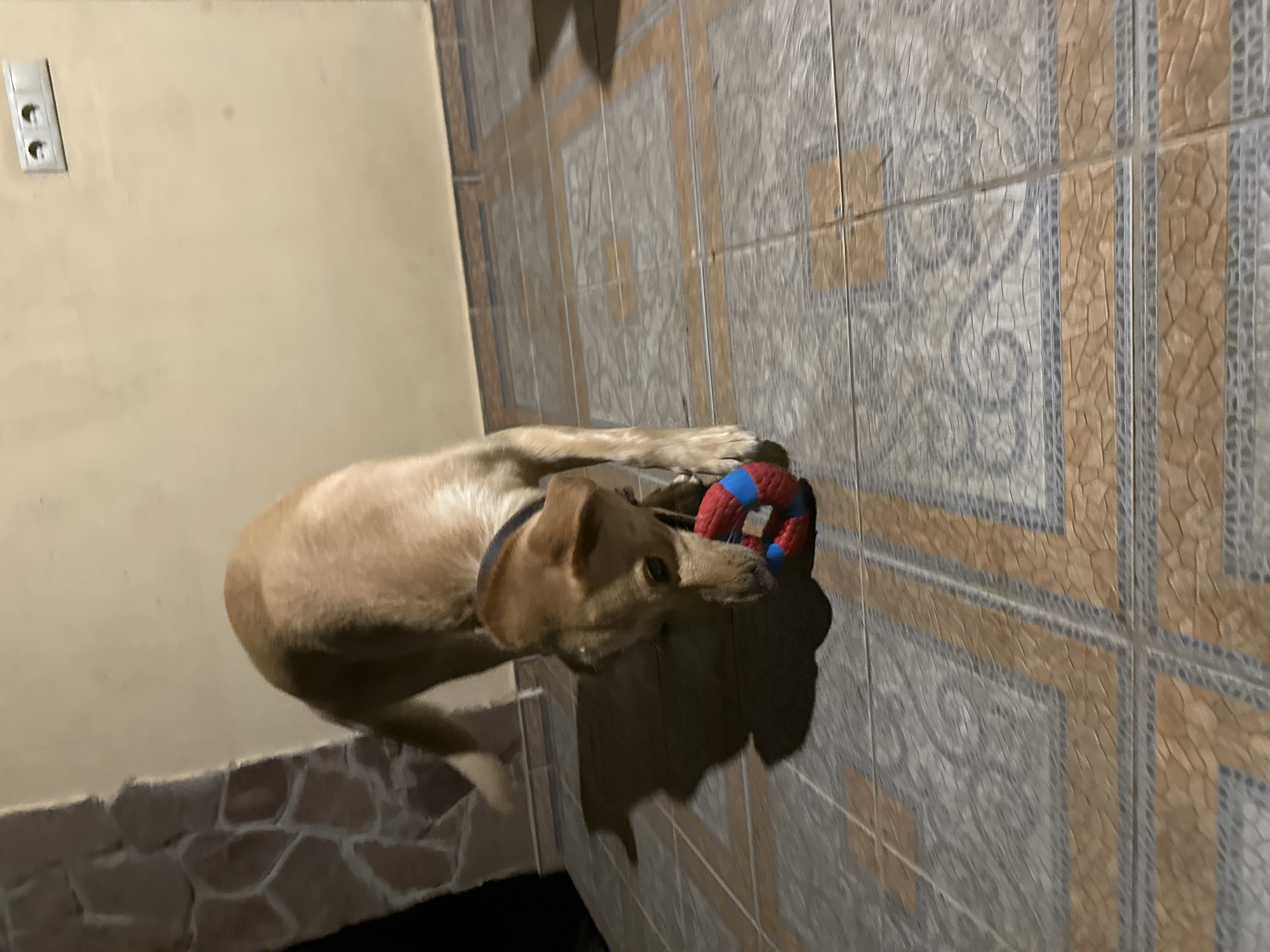 A tan-colored dog is playing with a red and blue ring-shaped toy on a tiled floor. The dog is partially obscuring the toy with its head, appearing to mouth it. The background shows a beige wall with an electrical outlet and a stone-patterned accent wall. The scene takes place outdoors, possibly on a patio or balcony, given the tiled flooring and the presence of an outdoor-style wall. No specific location within Sochi, Russia can be determined from the visual information provided.