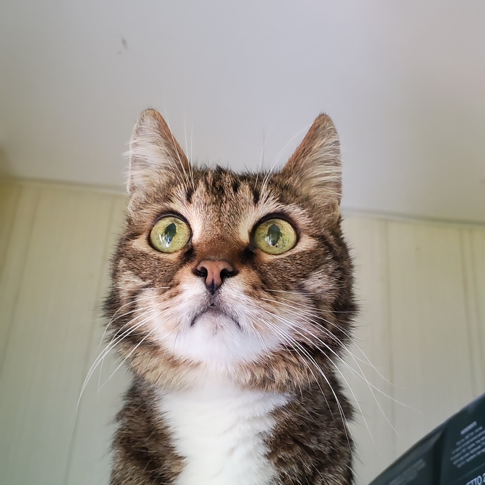 A low-angle, close-up shot of a tabby cat. The cat has a brown and black striped coat with a white chest and green eyes. It is looking directly at the viewer. The background consists of a light-colored wall. There is no indication that the photo was taken in Chaikovsky, Russia.