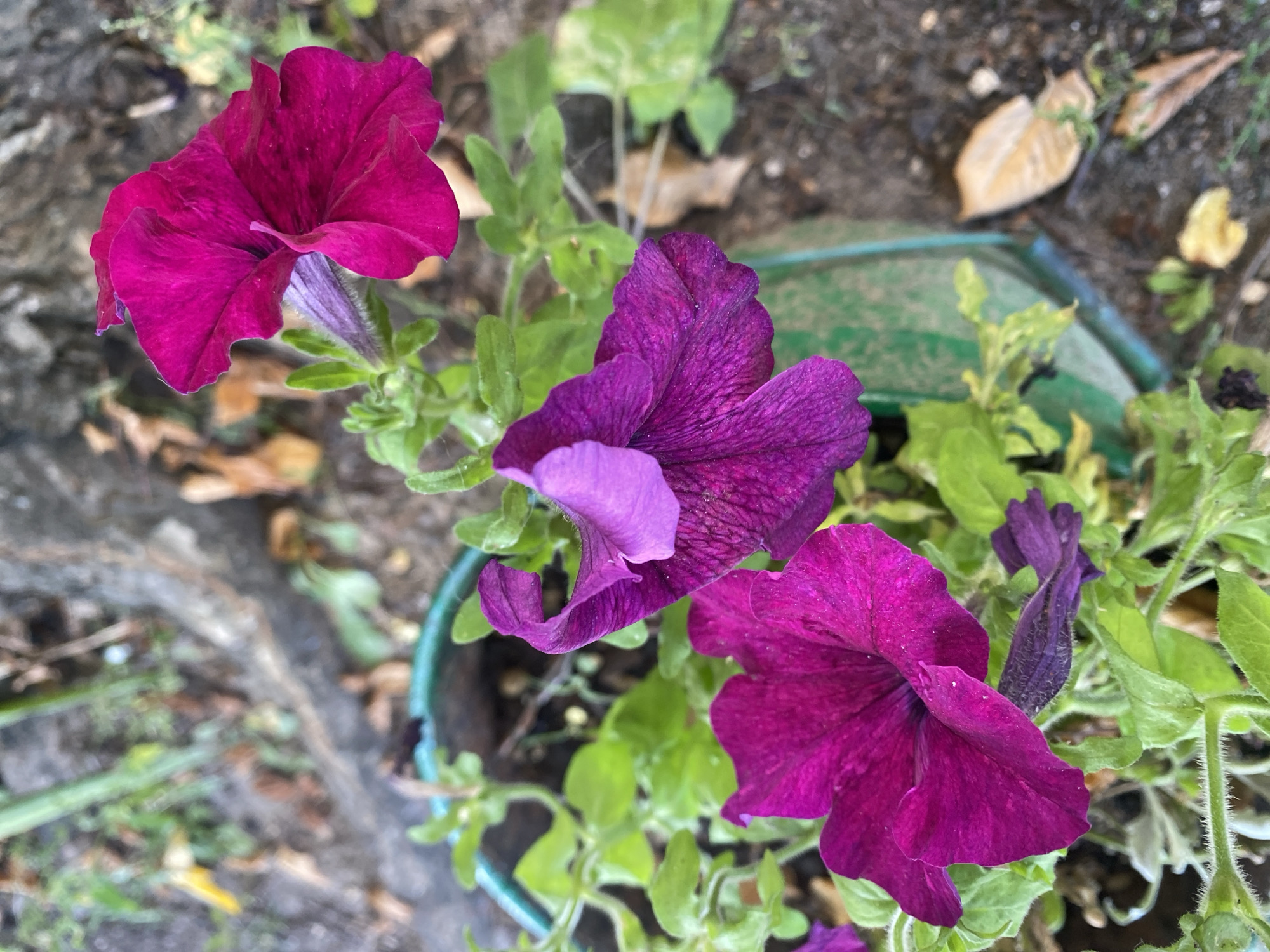 A close-up, eye-level shot displays a cluster of vibrant petunia flowers in various shades of purple and magenta. The flowers are blooming in a green planter, with visible green leaves and stems. The background consists of a textured, grey surface, likely tree bark, and a reddish-brown, earthy ground scattered with dry leaves. The lighting is diffused, suggesting an outdoor setting under an overcast sky or in shade, possibly in a garden or park in Ivanteyevka, Russia. The image captures the natural beauty of the flowers, with a shallow depth of field blurring the background and emphasizing the blooms. There are no people or animals present in the scene.