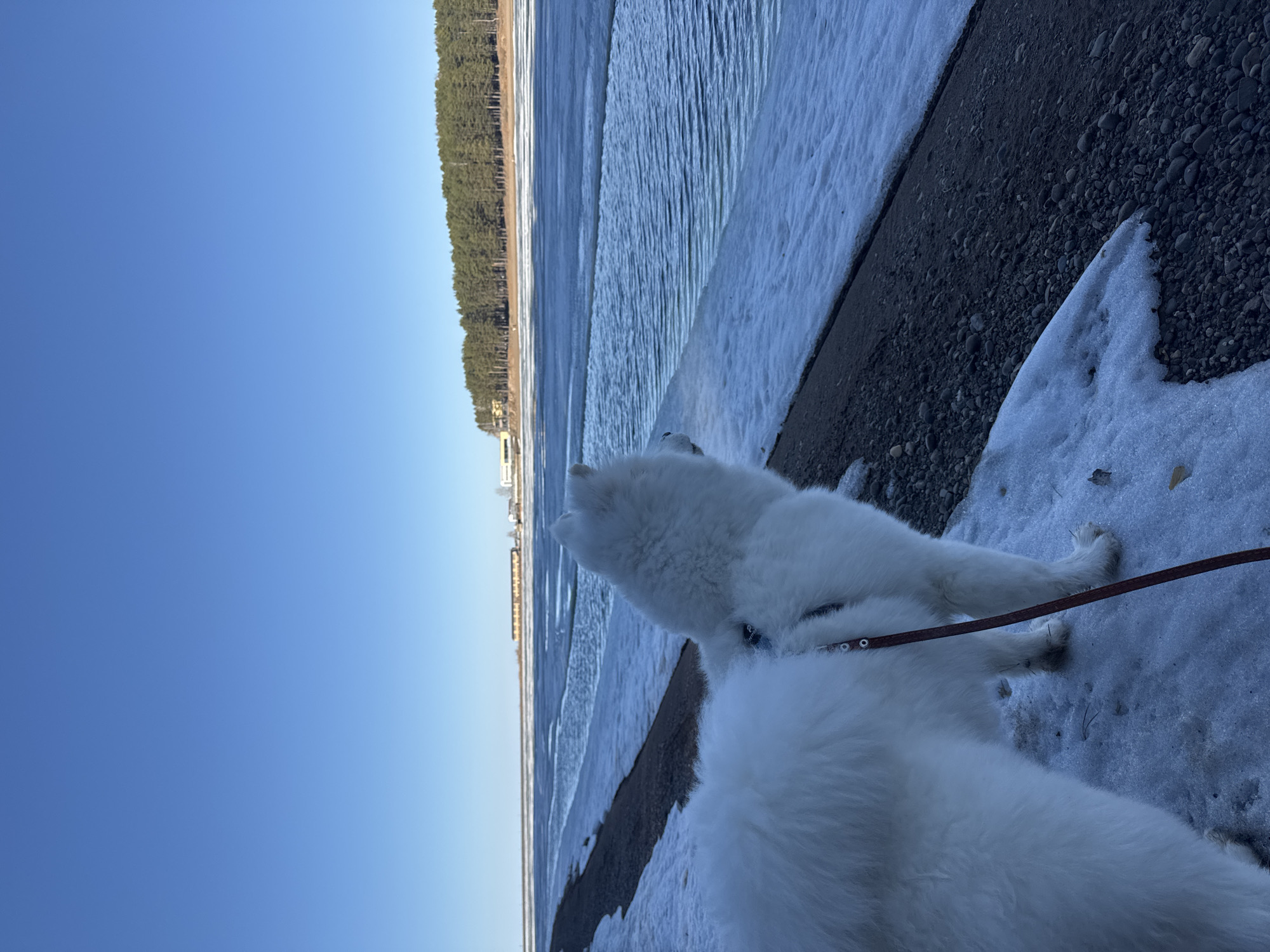 Two Samoyed dogs stand on a partially snow-covered bank next to a body of water on a sunny day. In the distance, a forest line is visible, along with buildings in the city of Chaikovsky, Russia. The sky is clear and blue.