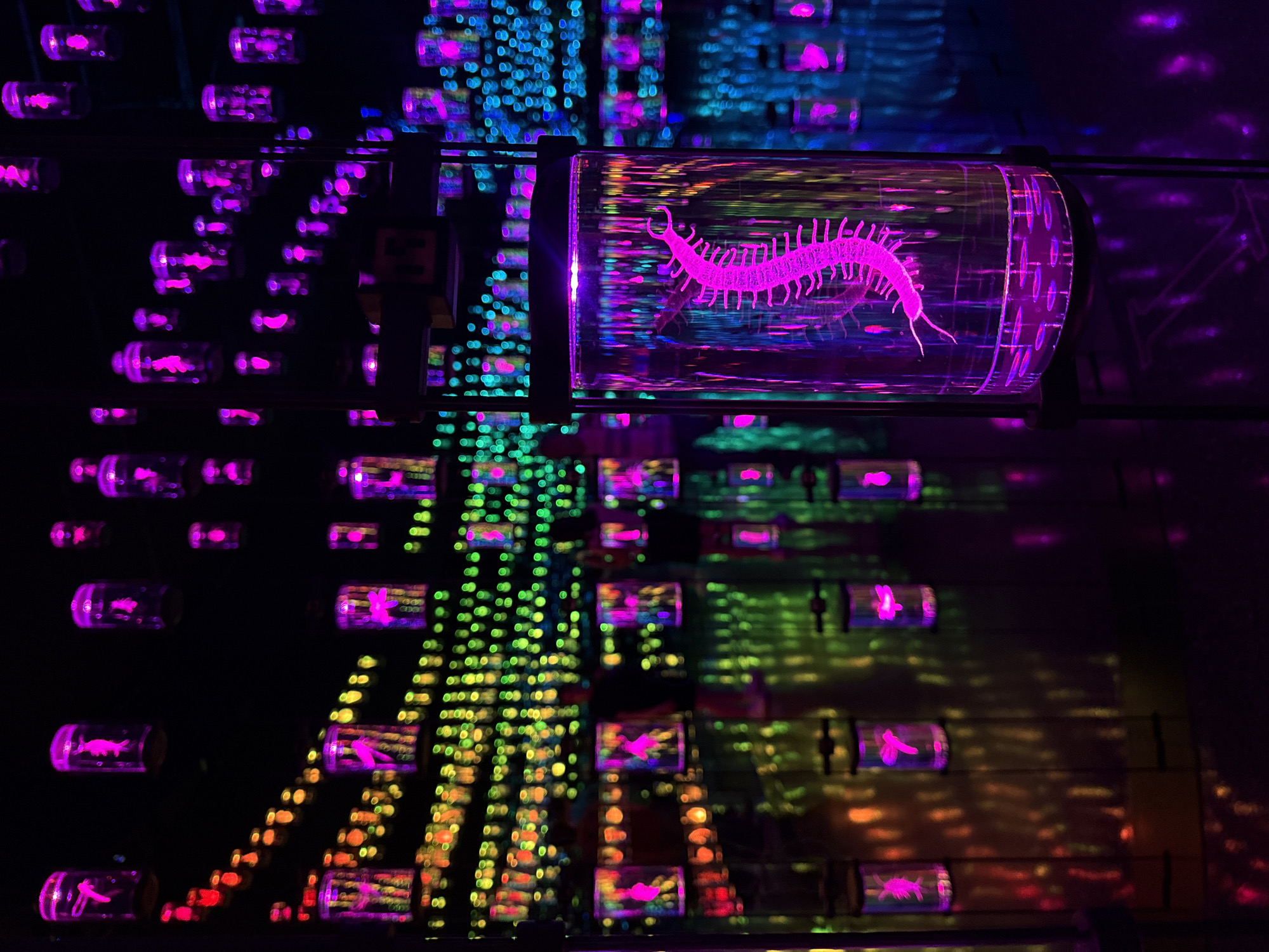 The image depicts an art installation in Dubai, United Arab Emirates, featuring numerous small, cylindrical containers, some of which contain glowing pink silhouettes of various creatures, possibly insects or stylized aquatic life. The containers are arranged in a grid-like pattern, with black horizontal and vertical supports holding them in place. Backgrounds are rendered with out-of-focus, colorful bokeh lights, ranging from blue and green to orange and pink. A larger, horizontally oriented cylinder containing a pink centipede silhouette is prominent in the upper right quadrant. The overall scene has a dark and futuristic aesthetic.