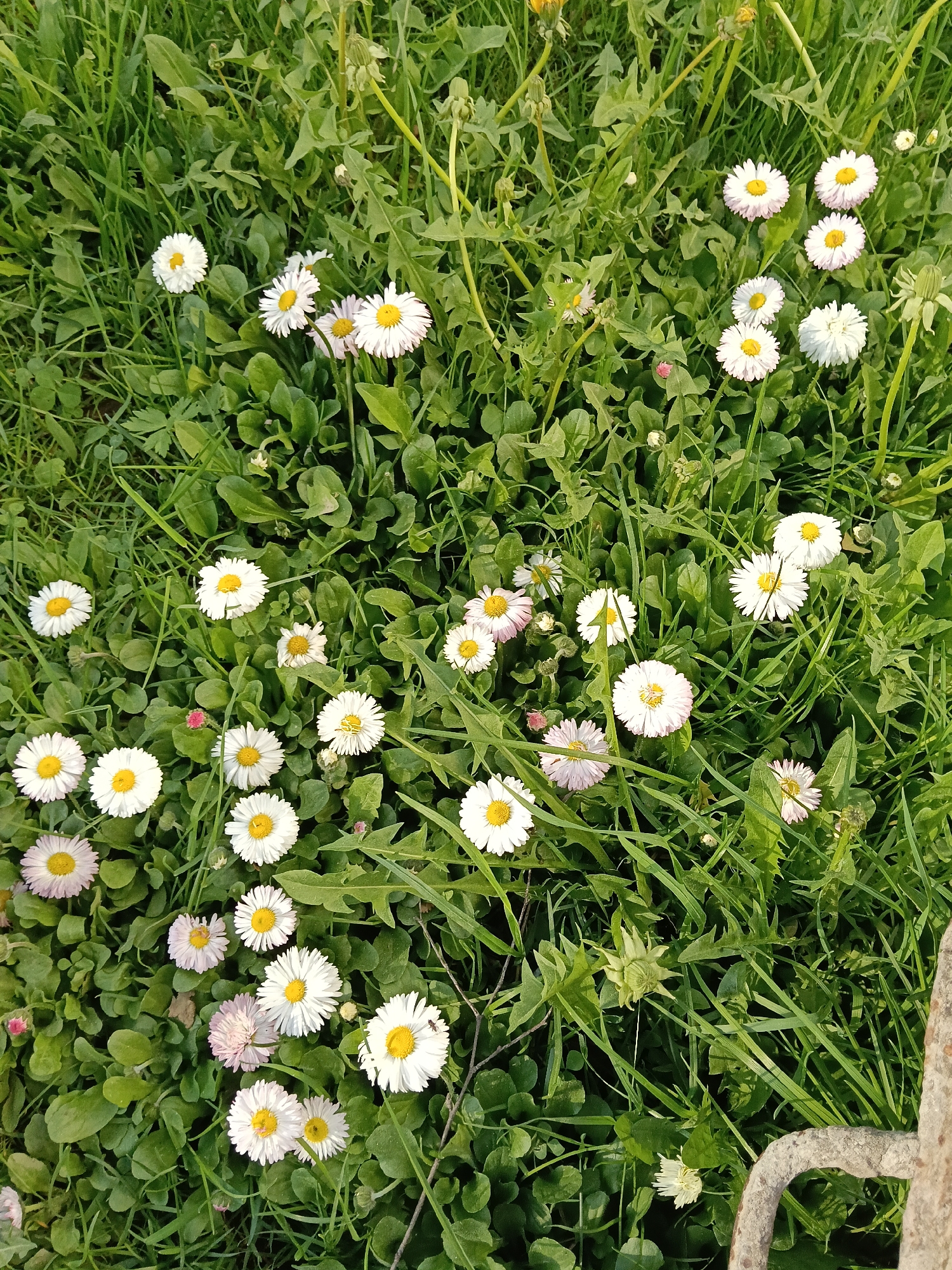 The image presents a ground-level view of a patch of grass interspersed with a profusion of daisy flowers. The daisies have white petals and yellow centers. The grass is a mix of lighter and darker green blades, with broader leafed plants also visible amongst the grass. A section of rusted metal curves into the lower right foreground, hinting at an object or structure partially outside the image frame. This image was likely taken outdoors, in Красный Маяк, Russia.