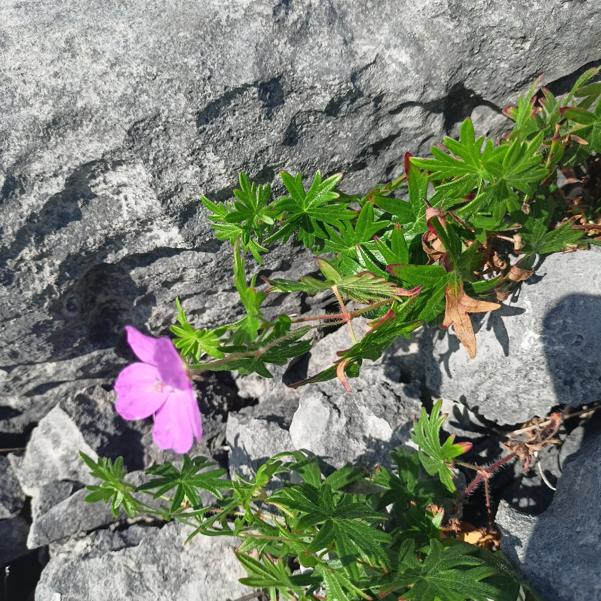 A single, small, bright pink flower blooms from a cluster of green, lobed leaves. The plant appears to be growing from a crevice in a large, grey rock formation. The rock is rough and textured, with visible shadows cast by the plant and the sunlight. The environment suggests a natural, outdoor setting, likely in a rocky, possibly coastal area given the grey stone which is characteristic of the Burren region in County Clare, Ireland. No people or other living beings are visible. The image is taken from a high-angle perspective, looking down onto the flower and surrounding rock.