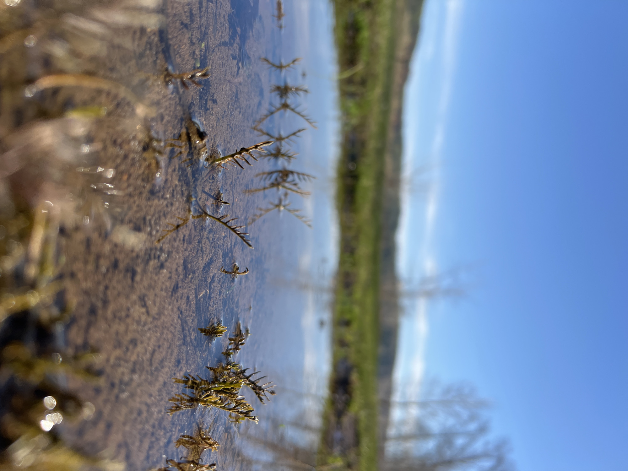 A low-angle photograph taken near the water's edge depicts a shallow body of water with aquatic vegetation. The water reflects the sky, blurring the distinction between the water's surface and the sky. The background shows greenery and a clear blue sky. The location is Noviy, Russia.