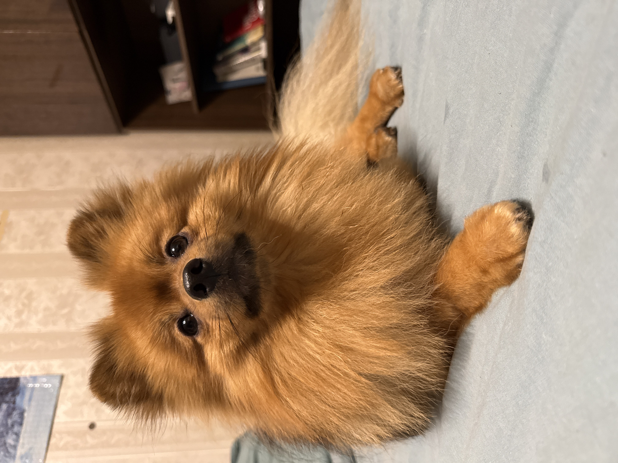 A fluffy, light brown Pomeranian dog is lying on a light blue surface that appears to be a bed. The dog is facing the camera, with its head tilted slightly upwards. Its eyes are dark and round, and its black nose is prominent. Its ears are perked up. The dog has a thick mane of fur around its neck and chest, and its tail, also bushy, is visible extending behind it. The dog's front paws are resting on the surface, with its right paw more visible than its left.
In the background, to the left, there is a wall with wallpaper that has a subtle pattern. Above the dog's head and slightly to the left, a framed picture depicting a snowy landscape is hung on the wall. To the right of the dog, a dark wooden bookshelf is visible, with several books and other items arranged on its shelves. The lighting in the scene is dim, creating shadows and highlighting the dog's fur.
The image was taken indoors, in an urban setting. While the exact location within the city of Khimki, Russia cannot be definitively determined from the image alone, the presence of typical indoor furnishings such as a bed, wallpaper, and a bookshelf suggests a residential environment. There are no people present in the image.