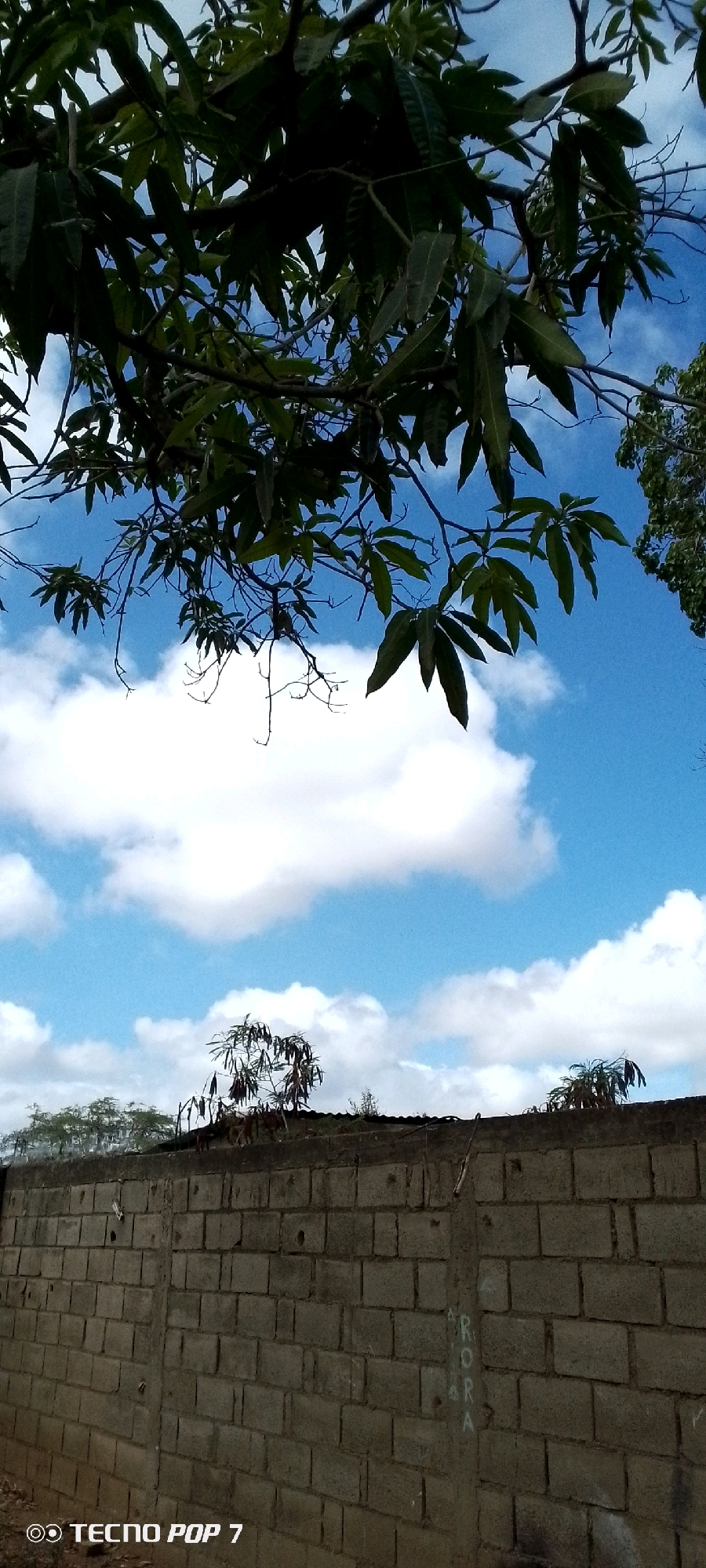 The image captures a view of a brick wall against a bright blue sky with scattered white clouds. Overhanging the scene from the top of the frame are the dark green leaves and branches of a tree, possibly a mango tree, creating a dappled effect on the sky. The brick wall, constructed from concrete blocks, runs horizontally across the lower portion of the image. On the wall, near the right side, white chalk markings spell out "ARORA". In the distance, behind the wall and beneath the sky, appears to be a sparse line of trees and vegetation, with one small, bare-branched tree in the center of the frame, also with some dried pods. The overall impression is of an outdoor scene in a potentially rural or semi-urban setting in Altagracia, Venezuela, under a clear sky. A watermark at the bottom left corner of the image indicates "TECNO POP 7".