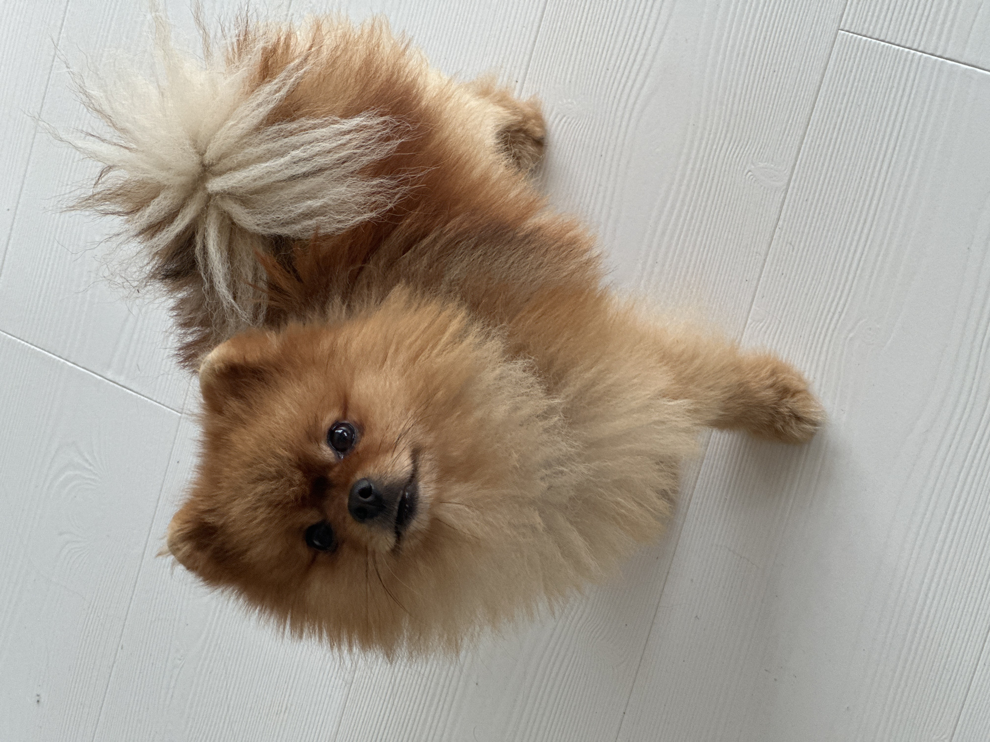 A pomeranian dog with fluffy, light brown fur stands on a white wooden floor. The dog is facing the camera, looking directly at the viewer with dark eyes and a slightly open mouth. Its tail is bushy and curls upwards over its back. The floorboards are arranged horizontally and show a wood grain pattern. The image is taken from a high angle, looking down at the dog. The scene does not provide any information about Asenovgrad, Bulgaria.