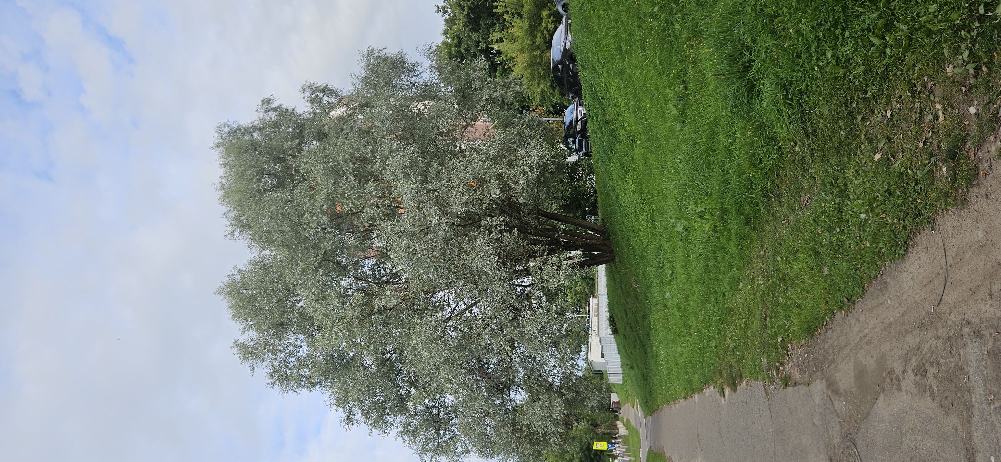 A large, mature tree with silvery-green foliage dominates the center of the image, casting a wide canopy. It stands on a grassy slope that curves away from a paved pathway on the left. The pathway appears to be a sidewalk or pedestrian walkway. In the background, there is a low, white, rectangular building with a fence in front of it. Several cars are parked on the right side of the image, further up the slope, near a line of trees. The sky is partly cloudy with a mix of blue sky and white clouds. The overall scene depicts an urban or suburban park-like setting with a focus on the prominent tree. The image was captured in Vitsebsk, Belarus.