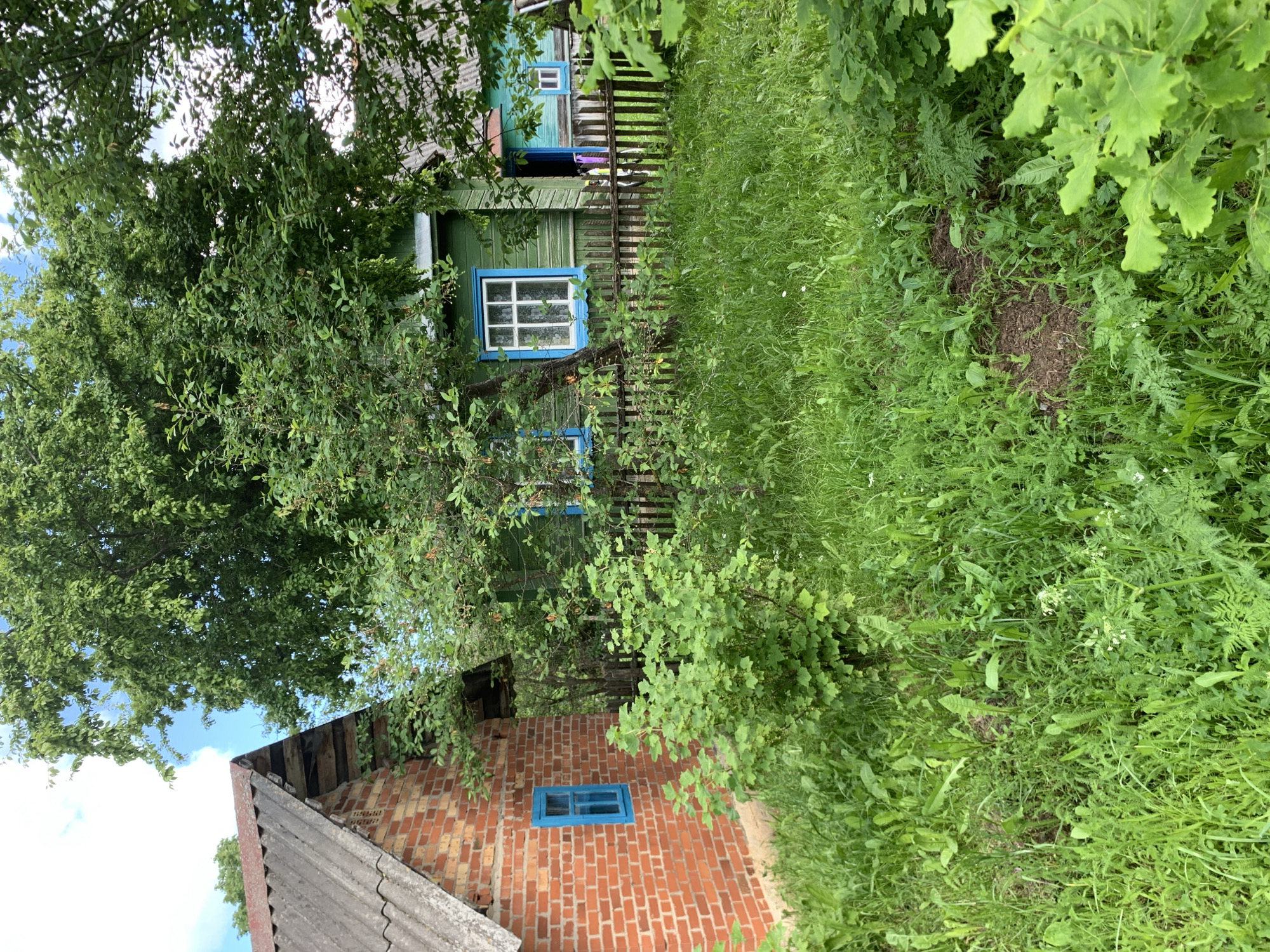 This image depicts a rural residential scene in Відзаўскі сельскі Савет, Belarus. The foreground is dominated by unkempt green grass and various wild plants, including ferns and broad-leafed weeds. A circular patch of exposed dark soil is visible in the lower center. To the left, a dense, leafy green shrub with small, light green berries or unripe fruit occupies the mid-ground.
On the left side of the frame, a single-story building constructed of reddish-brown bricks with a gray corrugated asbestos roof is partially visible. This structure features a small rectangular window framed in bright blue, set into the brick wall. The roofline slopes upward towards the center of the image.
In the background, behind a weathered wooden picket fence, stands a two-story wooden house painted a muted green. This house has multiple windows, with one prominent window on the first floor featuring a white frame and a bright blue surround. Part of a second, smaller, light blue wooden structure or extension is visible to the right of the green house, also behind the fence.
The scene is heavily overgrown with lush green foliage from numerous trees and bushes, which partially obscure the sky and parts of the houses. Large trees with dense canopies fill the upper portion of the image, allowing glimpses of a blue sky with scattered white clouds. No individuals are present in the image.