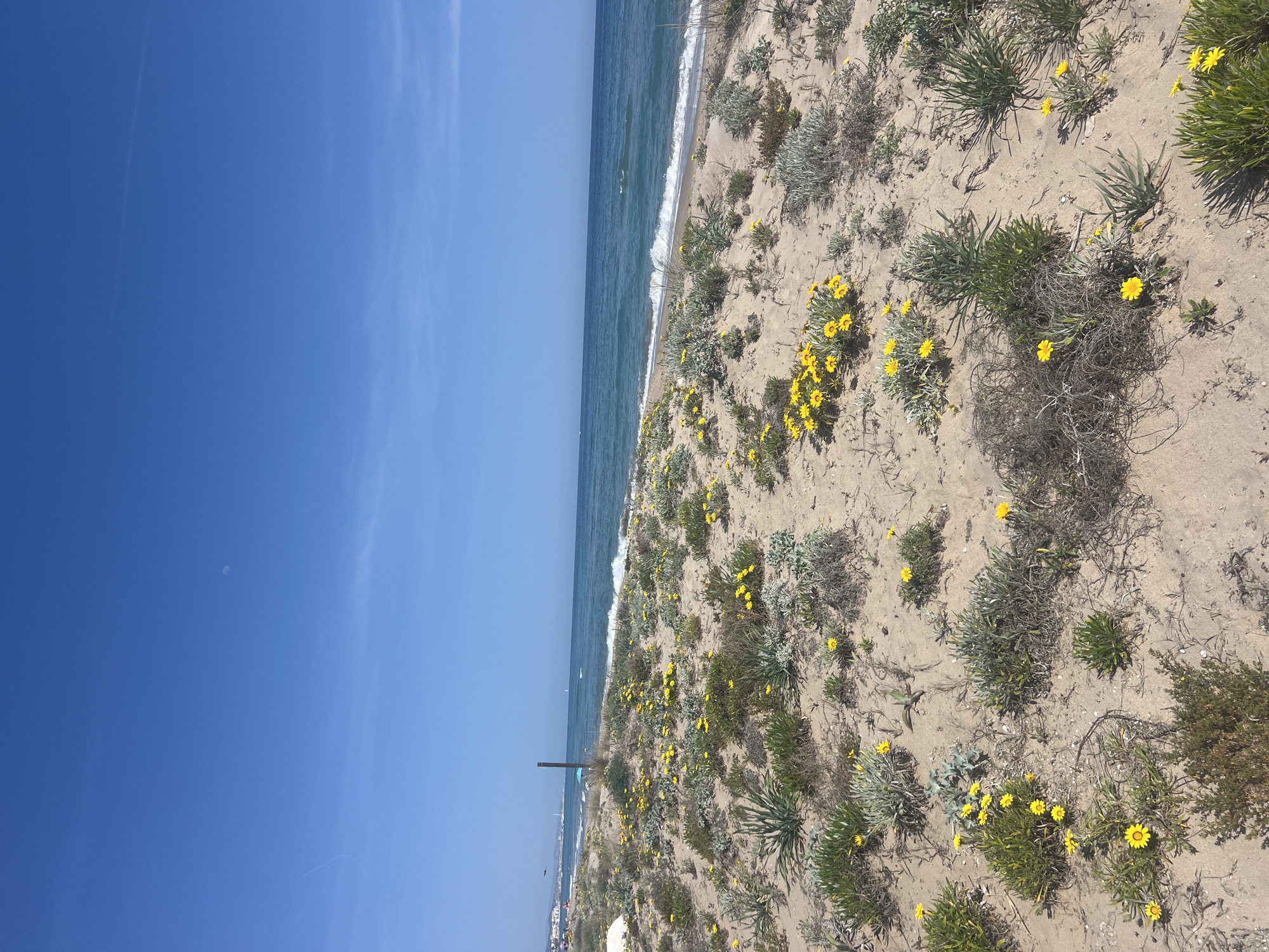 The image depicts a coastal scene in La Marina De Creixell, Spain. The view is from the beach, looking out towards the Mediterranean Sea. A clear blue sky occupies the left portion of the image. The ocean is a deep blue, with visible waves breaking along the shoreline. The beach itself is sandy, with vegetation interspersed. Small yellow flowers are scattered among the plants. A wooden post is visible closer to the foreground of the beach. Further in the distance, hints of urban development can be discerned along the coastline. The focus is on the natural landscape of the beach and sea, with a glimpse of human presence in the background.