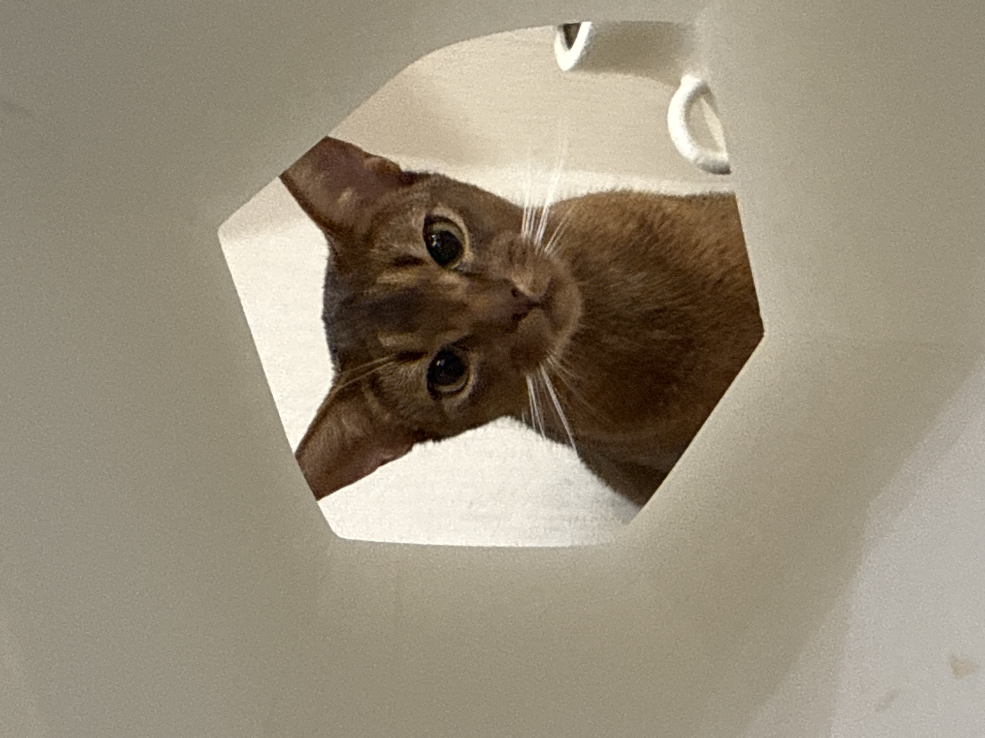 A brown Abyssinian cat peers through a cutout in a white, irregular-shaped object. The cat's face is centered in the opening, with its dark eyes focused forward. Its ears are upright and alert, and its white whiskers are prominent against its brown fur. The background is a soft, light-colored blur. No specific location in Vinnytsia, Ukraine, can be determined from the image.