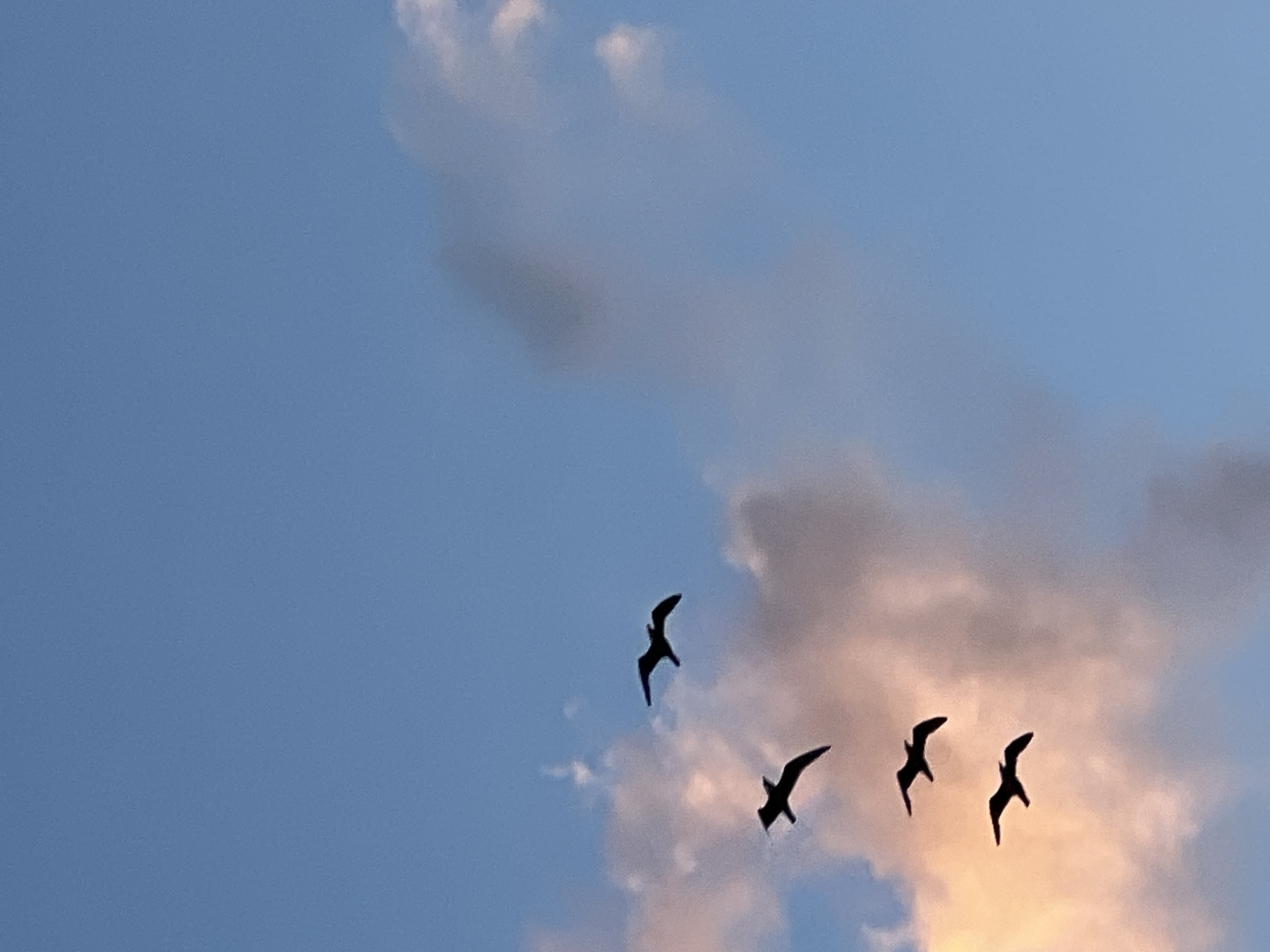 The image shows four birds silhouetted against a partly cloudy sky. The sky transitions from blue to shades of pink and light orange. The location in Chaikovsky, Russia is not discernible from the image.