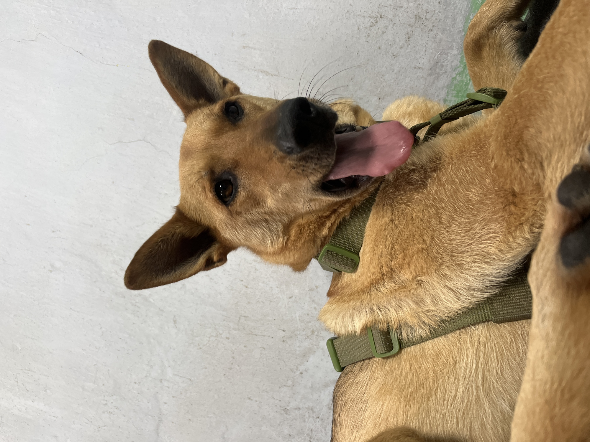 This media file is a close-up, low-angle, portrait-style photograph of a tan-colored dog, possibly a German Shepherd mix, lying on its back. The dog is wearing a green tactical harness. Its mouth is open, and its pink tongue is hanging out, suggesting it might be panting or playful. The dog's eyes are dark and appear to be looking upwards or towards the camera. Its ears are pointed and alert.
The background is a plain, textured wall, which appears to be a light gray or off-white color with some visible cracks, giving a hint of an indoor or perhaps a sheltered outdoor setting. The lighting suggests an indoor environment, possibly under artificial lights, as there are no strong shadows indicating natural sunlight.
The overall mood of the image is playful and lighthearted due to the dog's expression and posture. The dog's fur appears healthy and well-groomed. The green harness is clearly visible, with adjustable straps and buckles. There is no visible text in the image. The context of Nizhny Tagil, Russia, does not provide specific visual cues within the image itself.