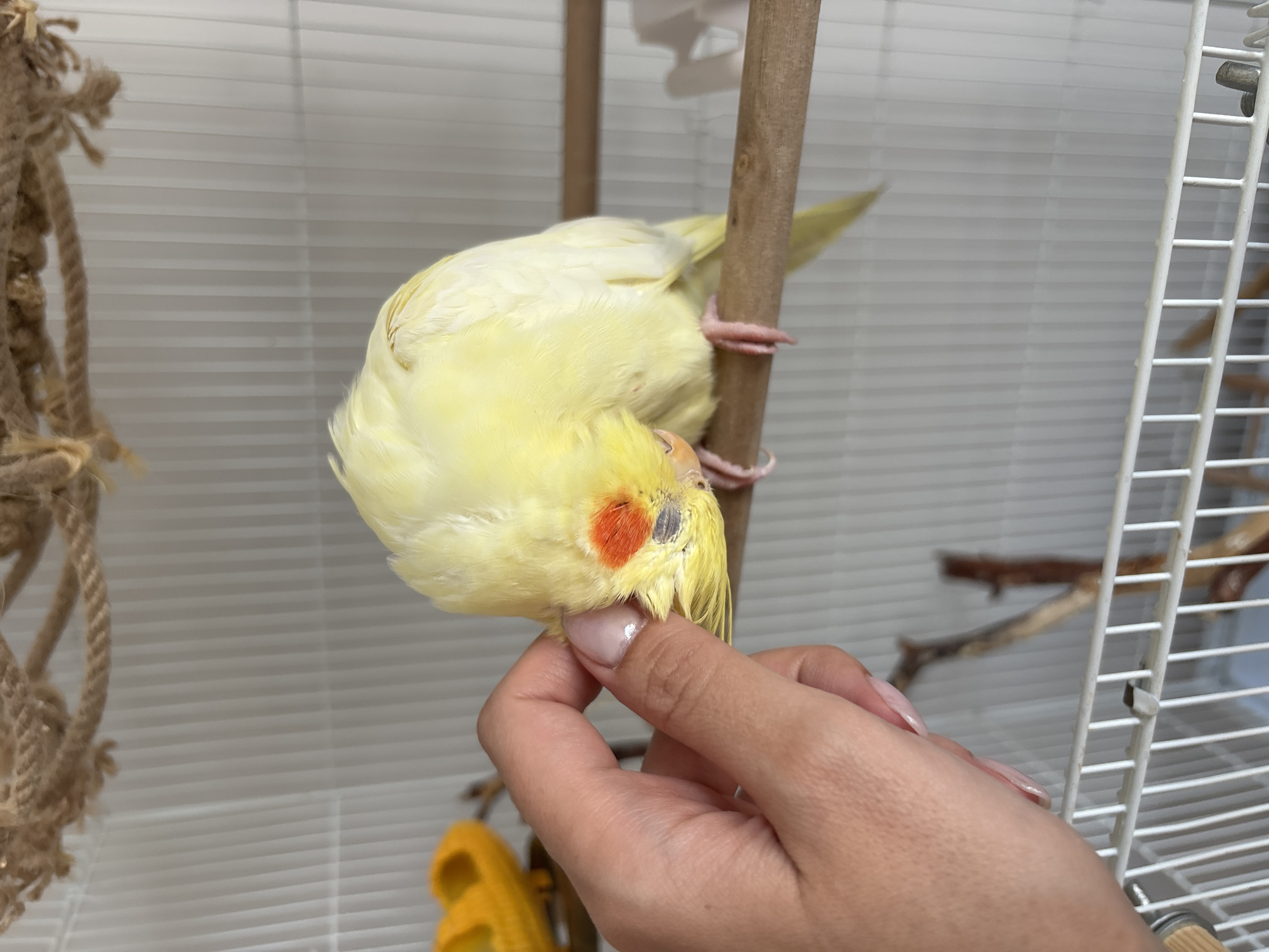 A light-colored cockatiel is captured mid-interaction with a human hand inside a birdcage. The bird, predominantly creamy yellow with distinct orange cheek patches and dark eyes, is inverted, hanging upside down from a wooden perch. Its small, pink feet are visible gripping the perch.
A human hand, with fair skin and light pink manicured nails, is gently positioned near the bird's head, appearing to scratch or pet its chin and neck area. The cockatiel's head is tilted towards the hand, suggesting it is enjoying the interaction.
The background shows the interior of a white wire birdcage, with other elements such as a braided rope toy on the left, a yellow plastic toy at the bottom, and a partial view of another wooden branch perch on the right. Behind the cage, a textured white surface, possibly blinds or a wall, is visible.
The lighting is bright and even, indicating an indoor setting, likely during the daytime. The scene conveys a sense of trust and affection between the pet bird and its owner, highlighting a tender moment. There is no visible text in the image. This scene takes place in Krasnoyarsk, Russia.