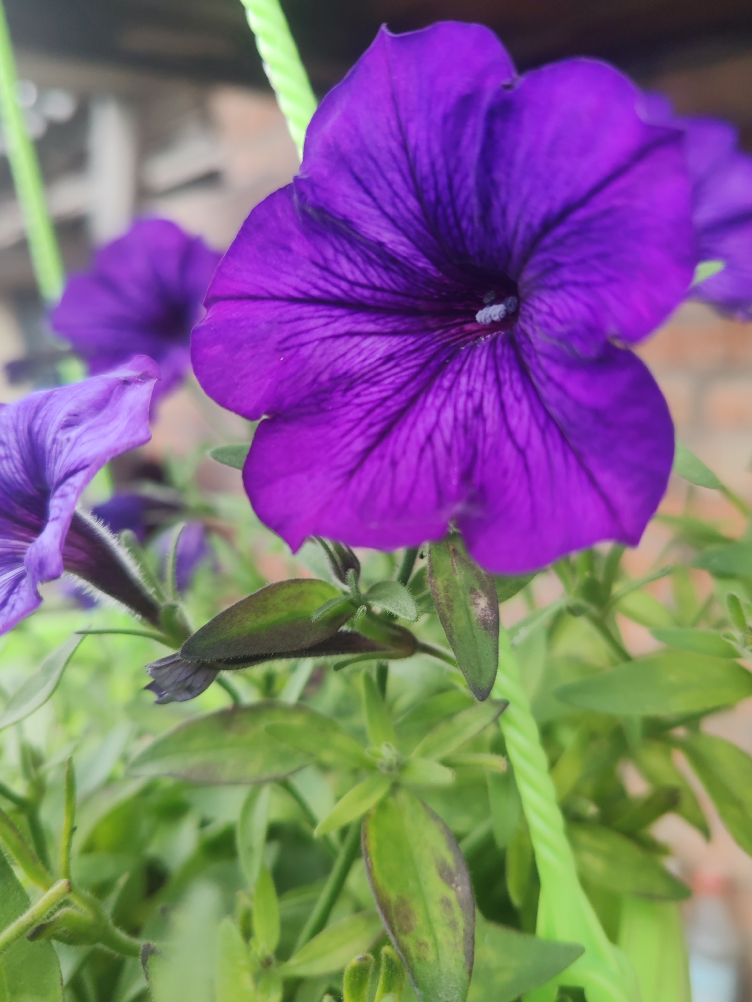 A close-up, outdoor, natural light photograph captures a cluster of vibrant purple petunias. The focal point is a large, fully bloomed petunia in the foreground, its trumpet-shaped corolla displaying delicate, dark veins against a bright purple hue. The flower's stamen, topped with tiny white, fuzzy structures, is visible at the center. To the left and slightly behind, another purple petunia is partially visible, also in bloom. Beneath the flowers, lush green leaves, some exhibiting slight brown discoloration, and fuzzy stems are present. A twisted, bright green cord, likely part of a planter or hanging basket, runs vertically through the right side of the frame. The background is softly blurred, suggesting an outdoor environment with hints of brickwork and wooden structures. No people or actions are depicted in the scene. The location of this photograph within the city of Krasnoyarsk, Russia, cannot be determined from the visual information alone.