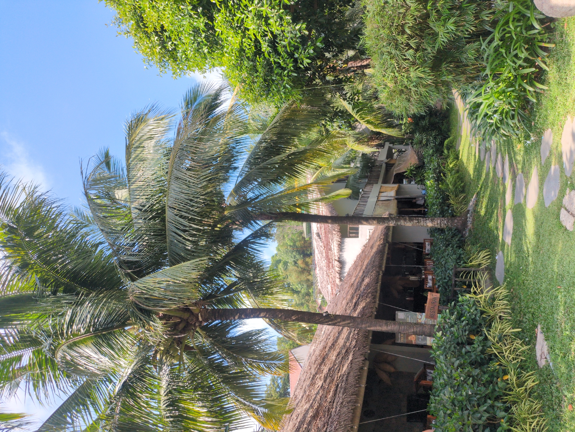 The image shows a view in Phú Quốc, Vietnam. Two tall coconut palm trees dominate the foreground with their leafy fronds reaching towards a blue sky. Adjacent to the palms, a thatched roof structure indicates an open-air building, likely a restaurant, as a wooden sign labeled "Restaurant" is visible amid the foliage. The building is partly obscured by dense greenery. Beyond the building, a multi-story structure is visible. A pathway made of stepping stones meanders through a green lawn bordered by various plants and trees, creating a lush, tropical ambiance.